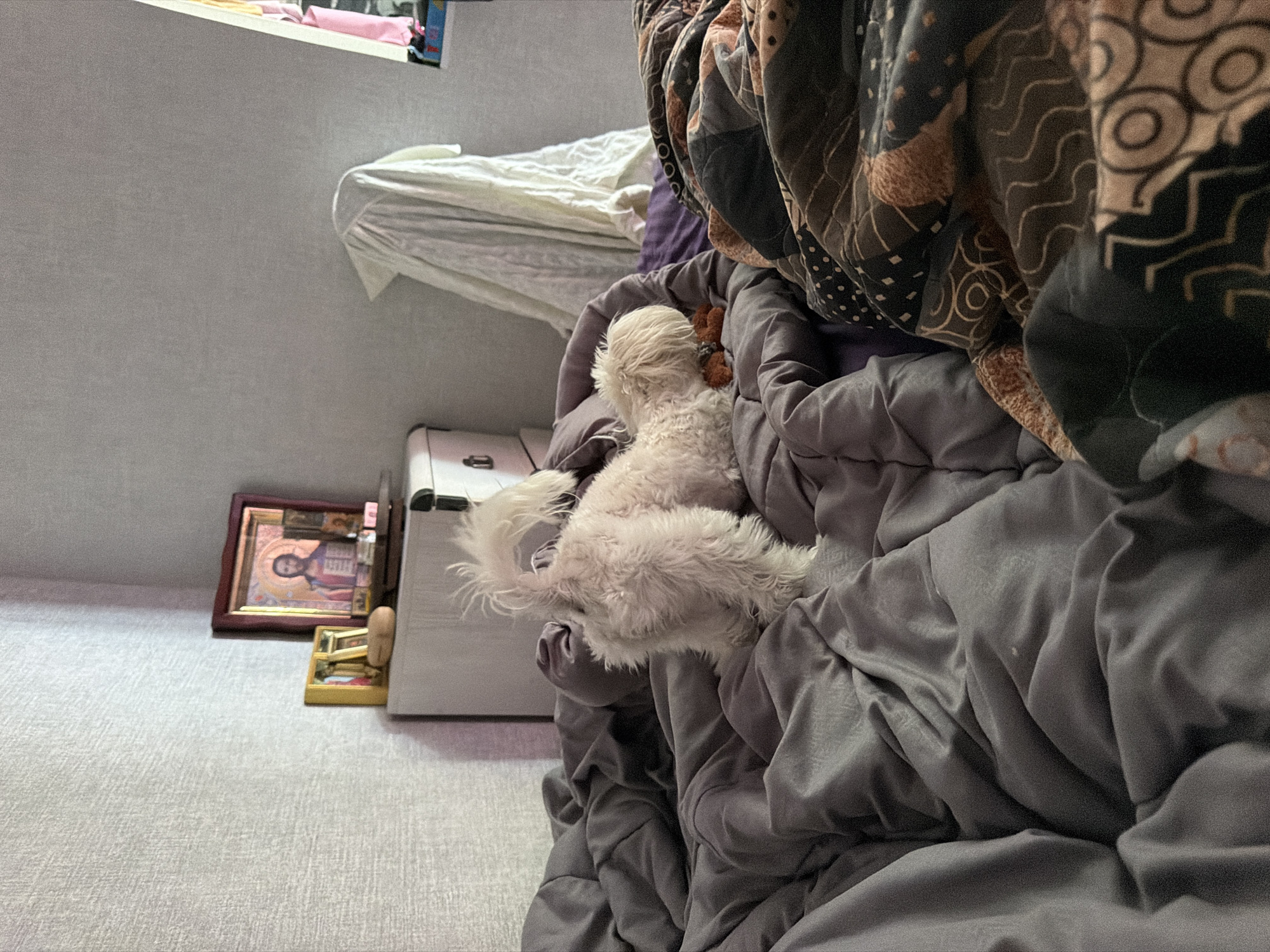 A small, white, fluffy dog with a curly tail is standing on a rumpled bed covered with grey and patterned comforters. The dog is facing away from the camera, its head down as if sniffing something on the bed. In the background, a dresser with a religious icon and framed pictures sits against a textured wall. A draped white cloth hangs to the right of the dresser. The overall scene appears to be a bedroom interior.