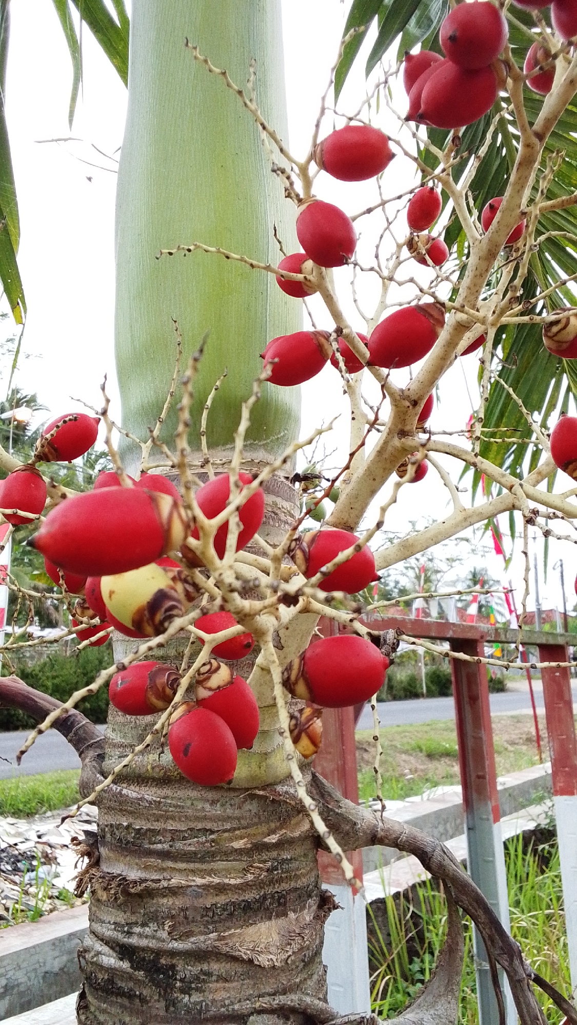 A close-up, eye-level shot captures a cluster of ripe, red palm fruit hanging from a tree. The fruits are oblong, smooth, and a vibrant crimson, with some showing a subtle yellowish hue near their stems. They are borne on thin, branching stalks that extend from a thick, fibrous palm trunk. The trunk exhibits a rough, textured surface with prominent horizontal rings. In the background, a smooth, pale green surface, likely part of the same palm tree, rises vertically. Beyond the tree, a slightly blurred scene unfolds: a road curves to the left, bordered by green grass and foliage. A red and white striped pole stands to the right, partially obscuring a white fence. The overall environment suggests an outdoor setting in Cintaratu, Indonesia, possibly near a road or garden. The sky is overcast and bright.