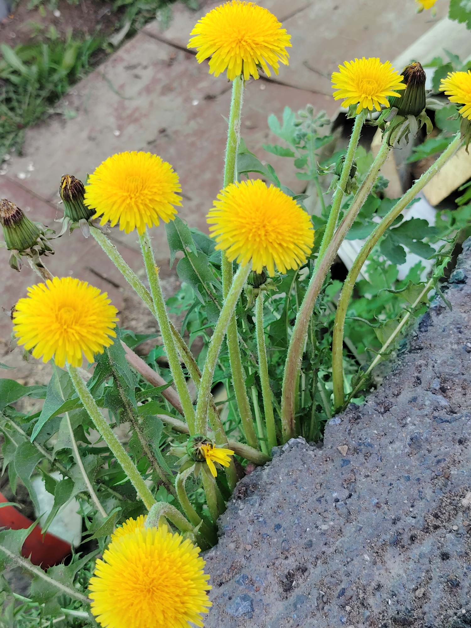The image shows a cluster of dandelions growing out of a crack in a concrete structure. The dandelions are in various stages, with some fully bloomed in bright yellow, while others are still in bud. The leaves of the dandelions are also visible, interspersed with other green foliage. The concrete structure appears to be aged and weathered, with a rough texture and varying shades of gray. The background includes a blurred glimpse of other plants, grass, and perhaps a paved area or path. The location in the city of Chaikovsky, Russia is not discernible from the image.