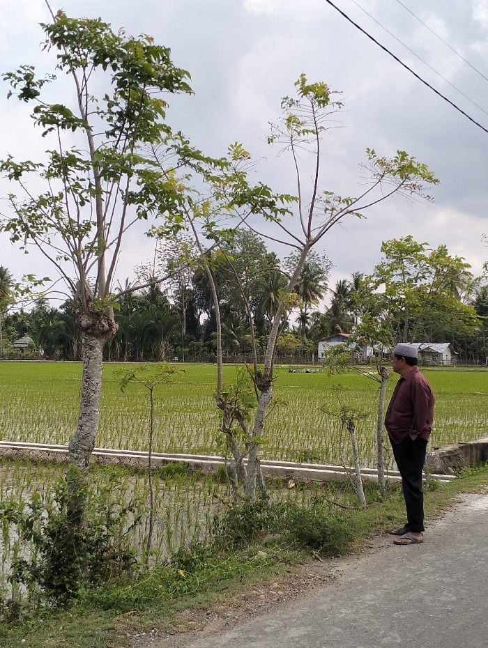 A man with a cap stands on a paved path next to a rice paddy. The man wears a brown shirt and black pants. The rice paddy is vibrant green, and a concrete border separates it from the path. Behind the paddy are various trees and vegetation, with a house visible in the distance. Overhead, the sky is overcast with grey clouds. Two tall trees frame the left side of the scene.