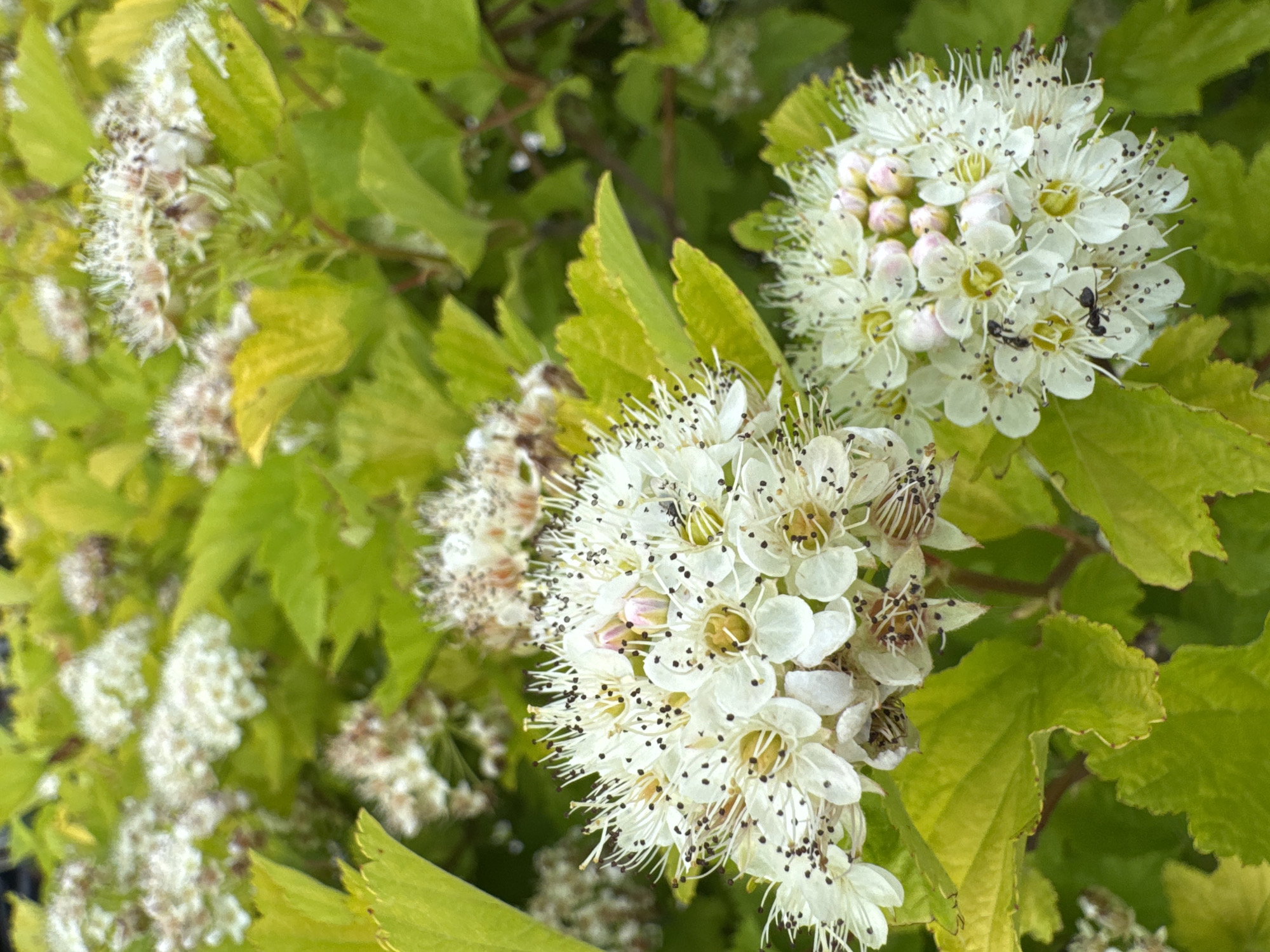 The image shows a close-up of flowering plants with bright green leaves and clusters of small white flowers. The flowers have prominent stamens with dark pollen. In the foreground, two ants are visible on one of the flower clusters. The plants appear to be outdoors, possibly in a garden or park. The specific location in Мичуринское, Russia is not discernible from the image.