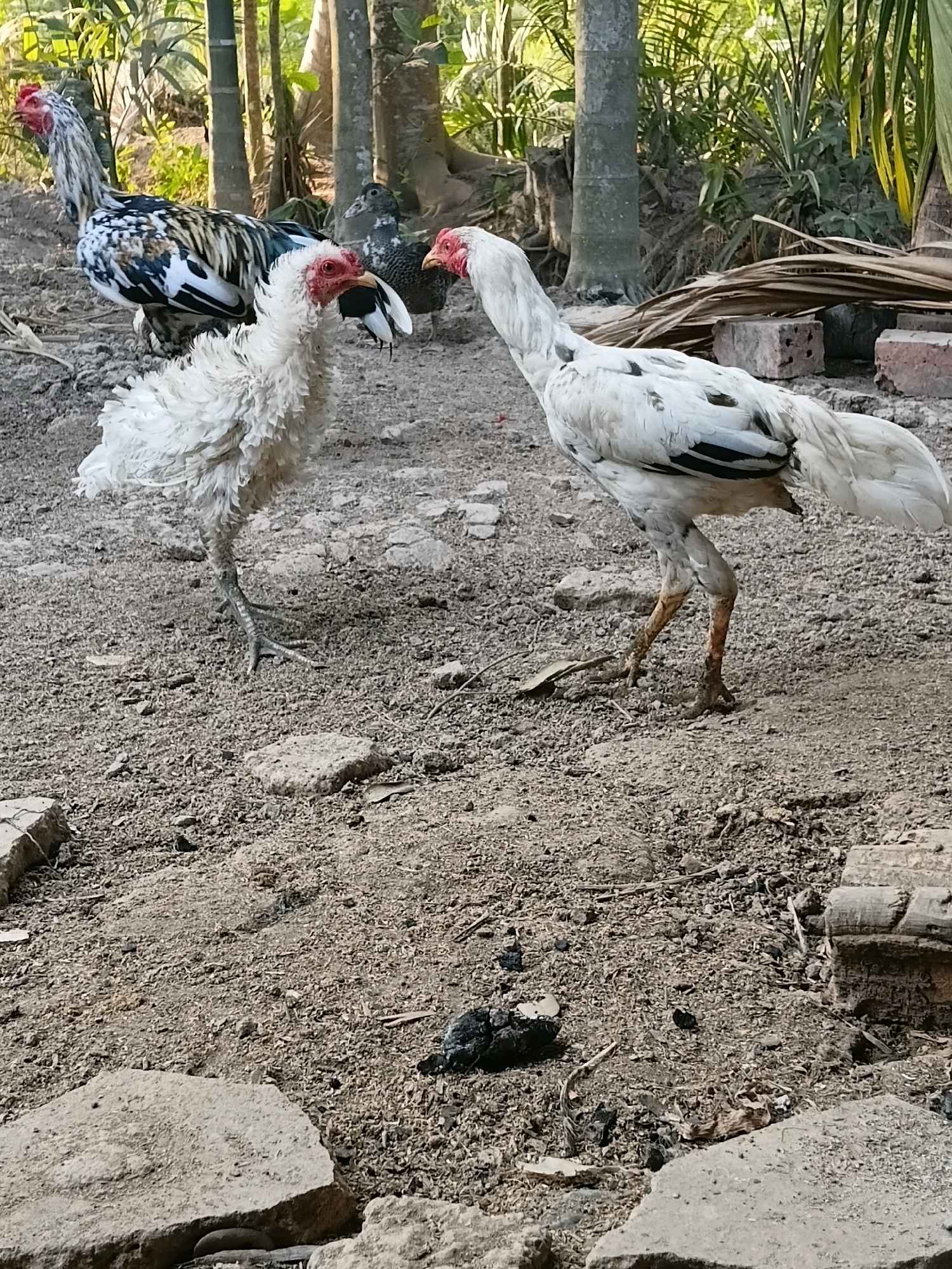 In Margo Rukun, Indonesia, a natural outdoor scene captures four chickens in a dirt enclosure. In the foreground, a fluffy white chicken with a prominent red wattle stands to the left, facing right. To its right, a tall, slender white chicken with black markings on its wings and tail is captured mid-stride, looking left. Further back and to the left, a black and white speckled chicken with a red comb and wattle is partially visible. Behind the speckled chicken, a dark-colored duck is visible. The ground is covered in dirt, small stones, and scattered dried leaves and twigs. In the background, tall trees with lush green foliage rise, and weathered wooden planks lie on the ground. The lighting suggests a daytime setting.