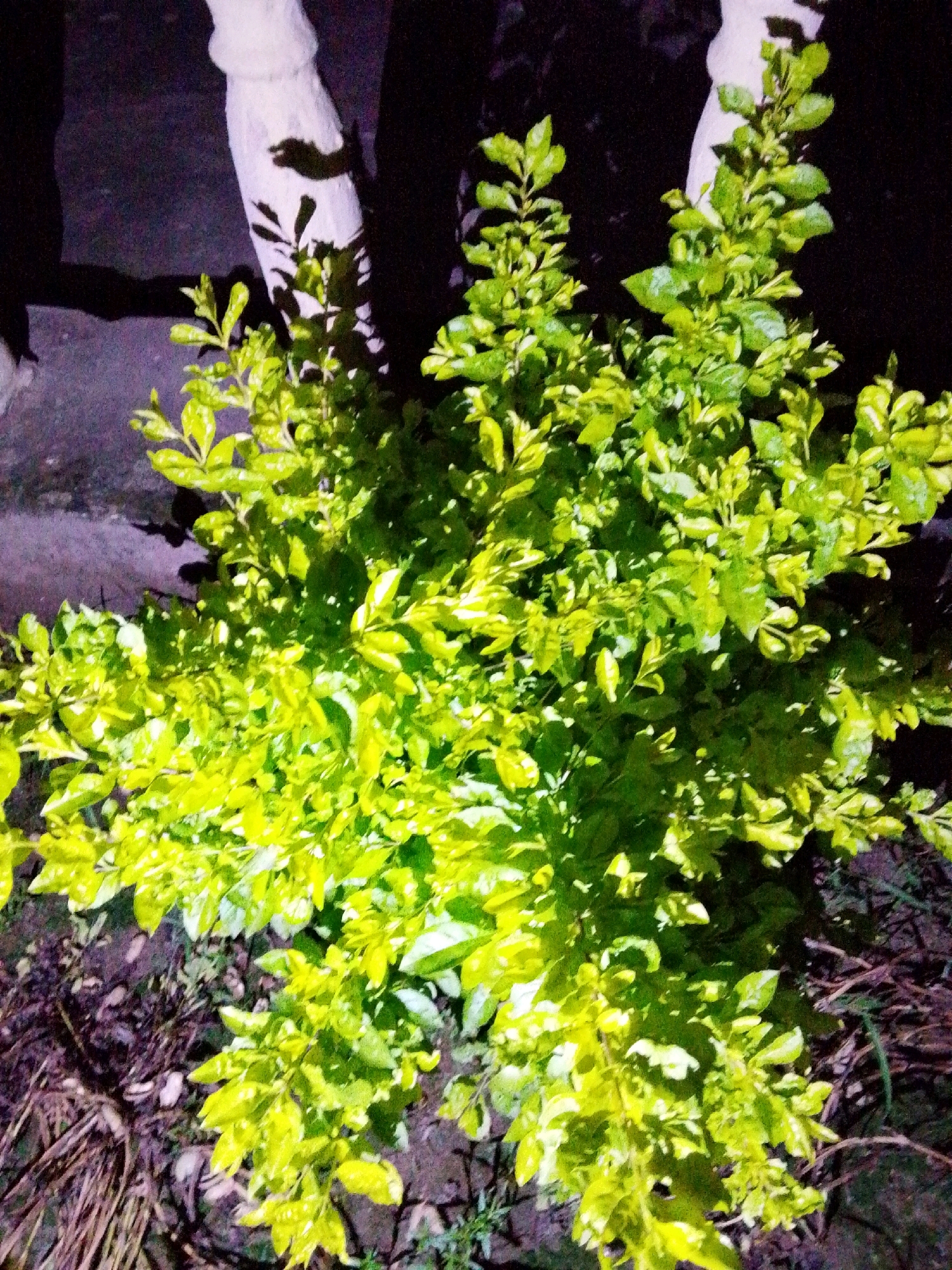 The image shows a close-up of a dense, leafy green shrub with bright yellow-green foliage, illuminated by artificial light, casting shadows. The background is dark, with hints of a light-colored vertical object, possibly a tree trunk or post, with a shadow resembling a handprint or paw print on its surface. The ground beneath the shrub is covered with dark soil, dried leaves, and some sparse grass. The overall setting appears to be outdoors, possibly a garden or yard in a dimly lit area. The location in Serti, Nigeria, is not discernible from the visual content of the image.