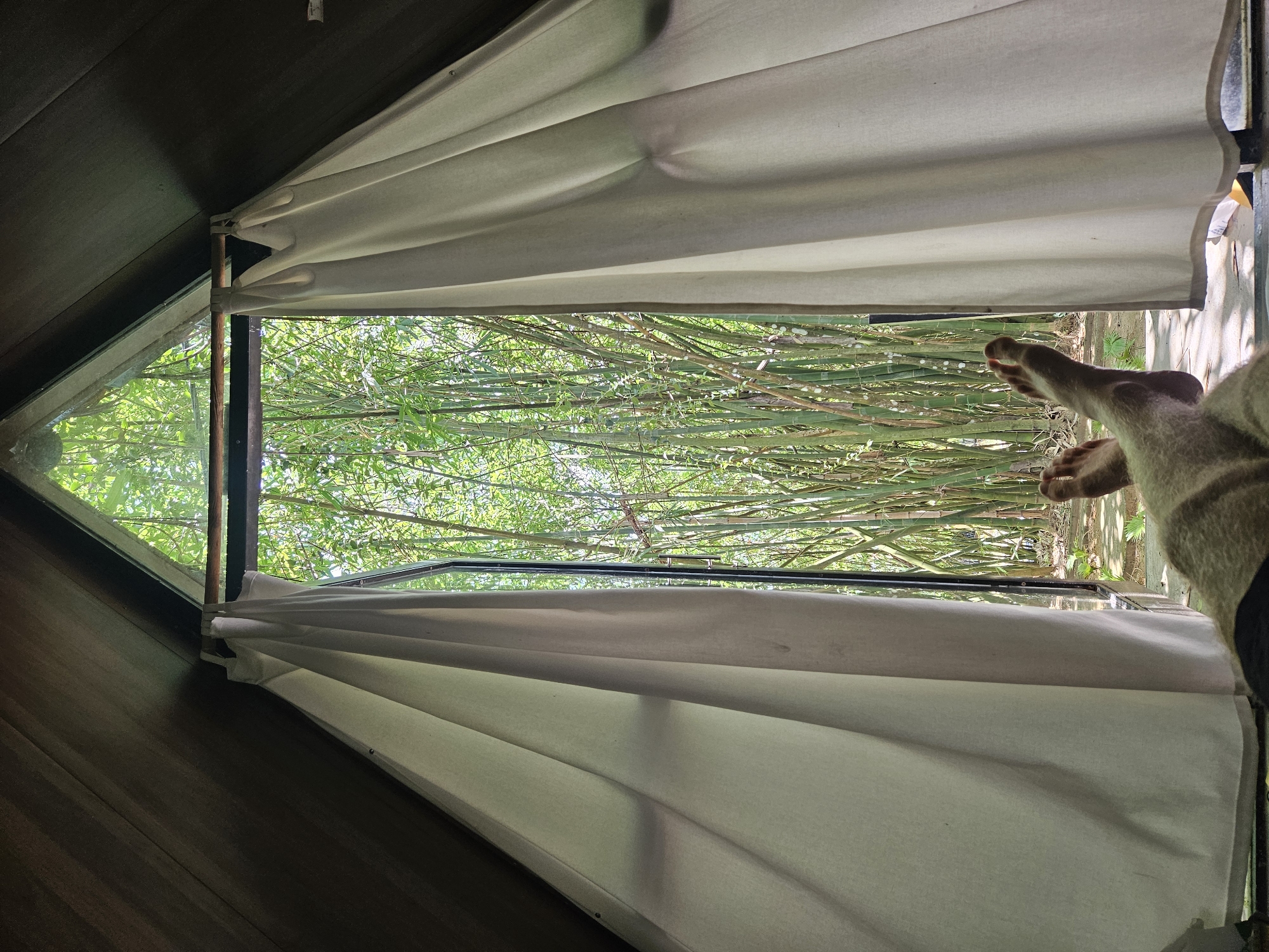 An interior view from a tent-like structure opens to a lush bamboo forest. Two bare feet and legs are visible in the foreground, resting on a surface that appears to be part of the tent's floor. White curtains hang on either side of the opening, framing the view of the dense bamboo grove outside. The bamboo stalks are tall and slender, with vibrant green foliage. The scene suggests a tranquil, natural setting, possibly a glamping site or eco-resort. Without specific landmarks, it is impossible to determine the exact location within Đà Nẵng, Vietnam, though such a natural environment is consistent with areas surrounding the city.