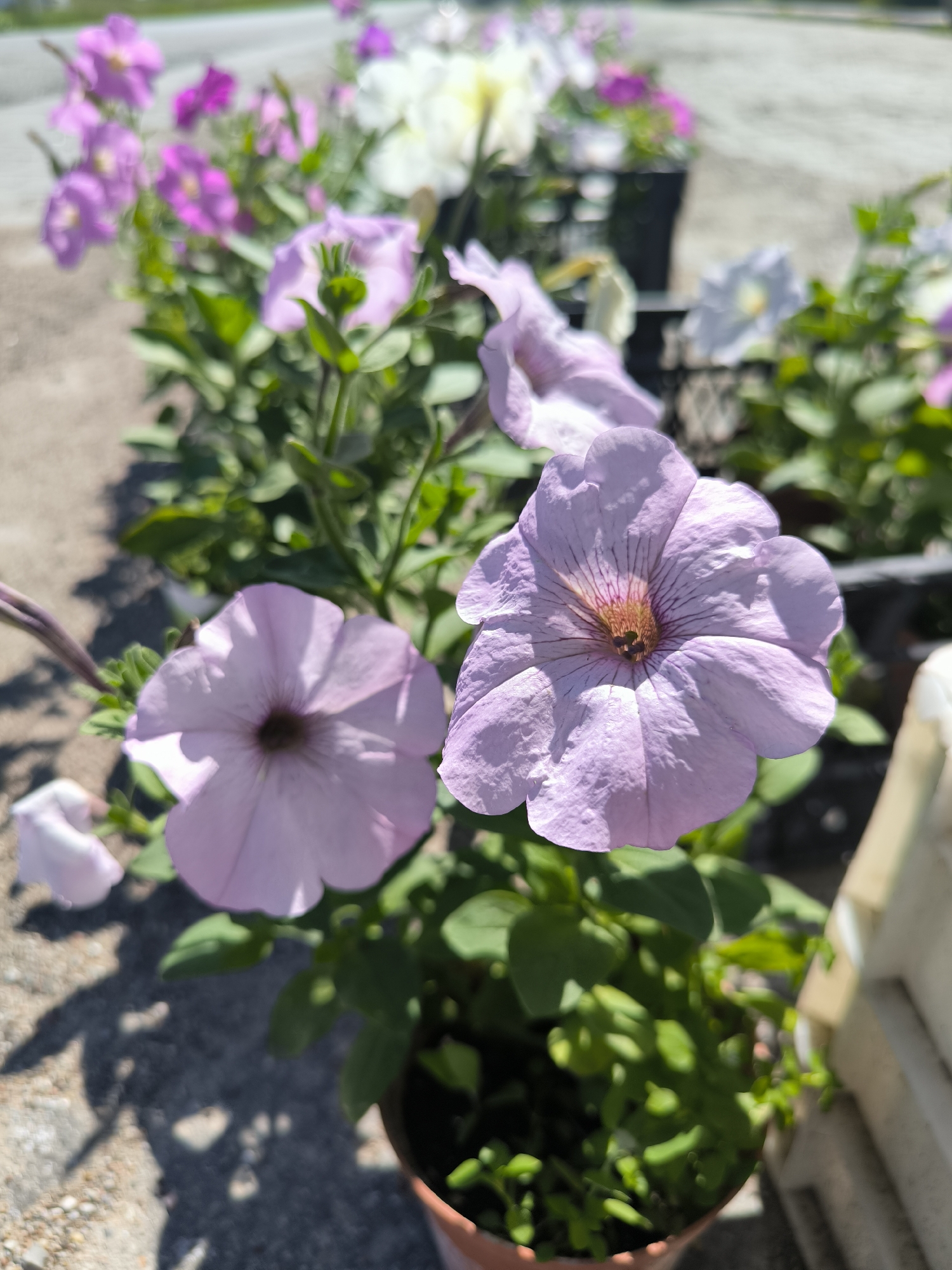 The image displays an outdoor scene of potted flowering plants in Laskino, Russia, under direct sunlight. In the foreground, two light purple, trumpet-shaped flowers, consistent with Petunia species, are visible, with the rightmost flower in sharp focus, revealing dark venation patterns radiating from a reddish-brown center. These flowers are rooted in a small, terracotta-colored pot situated in the lower-center of the frame. In the midground and background, numerous other potted flowers, primarily purple, pink, and white, are present in black plastic nursery containers, some appearing stacked. The ground surface is light-colored and granular, exhibiting distinct dark shadows from an unseen object or human figure on the left and center. A blurred paved surface or road is discernible in the distant background. No individuals, direct actions, or interactions are visible.