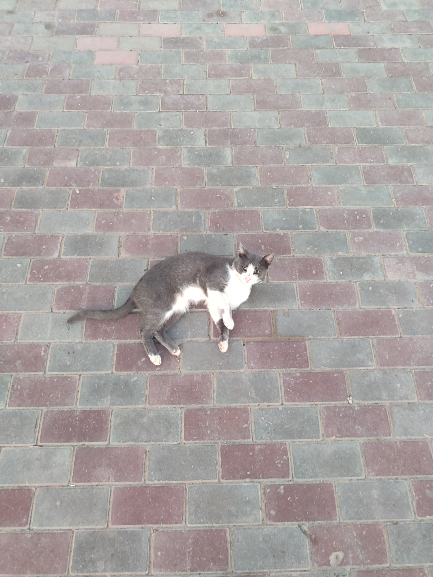 An adult domestic cat with grey and white fur is lying on a paved surface composed of rectangular bricks in varying shades of red and grey. The cat is positioned in the lower center of the frame, facing towards the left side of the image with its head slightly turned towards the viewer. Its eyes are open, and its mouth is slightly ajar, suggesting it might be panting or meowing. The cat's body is elongated, with its tail extended to the left and its legs splayed out. The paving stones are arranged in a regular pattern, with noticeable gaps between them. The lighting suggests it is daytime, and the environment appears to be an outdoor public space, likely a sidewalk or pathway in the village of Qosshagyl, within the Qosshagyl Rural District of Kazakhstan.