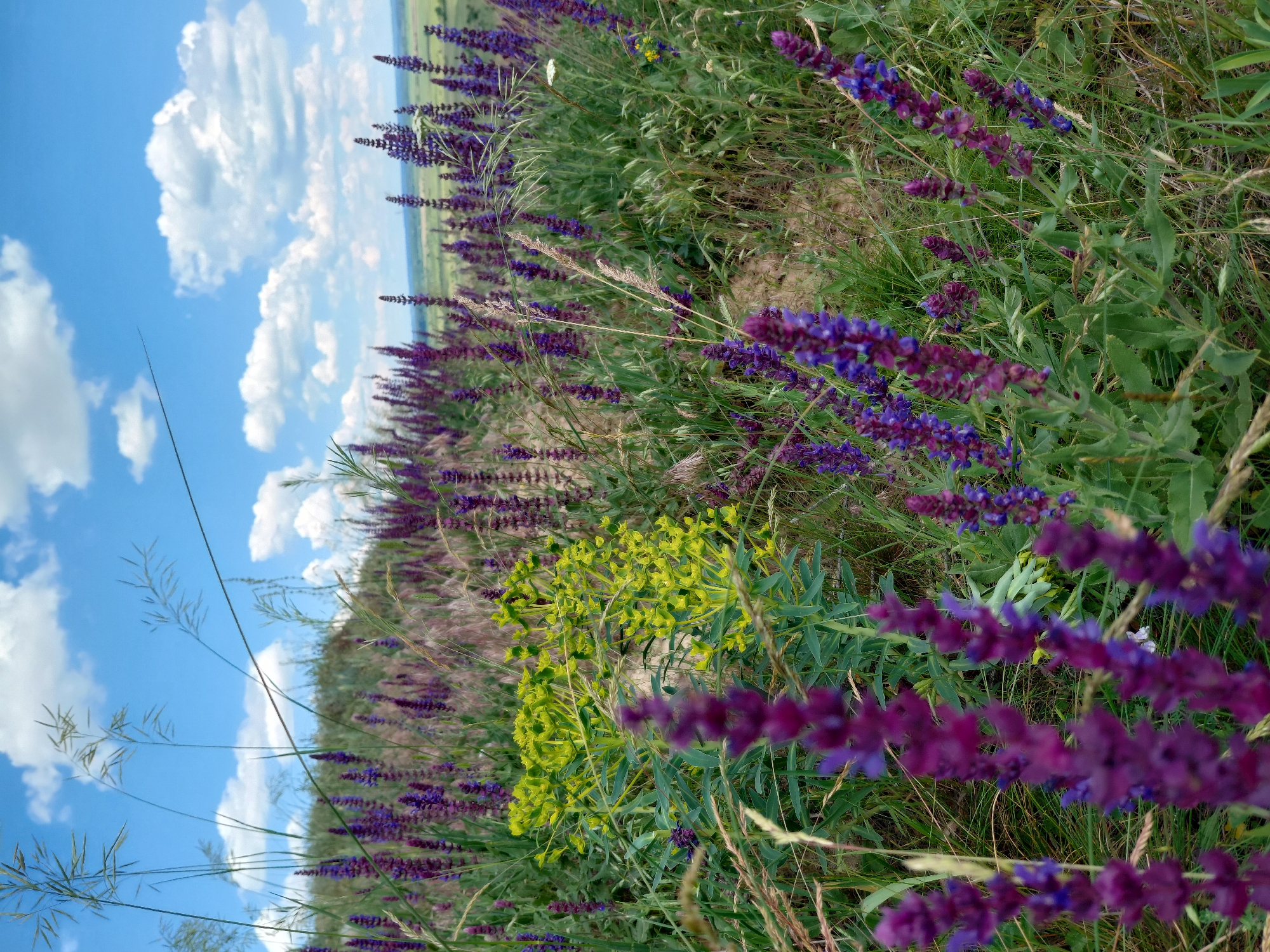 In Ustyvytsia, Ukraine, a meadow is depicted under a cloudy blue sky. The foreground is dominated by clusters of tall, slender purple flowers, likely sage, interspersed with dry grasses. To the left, a blurred purple flower stalk is prominent. Behind these, a dense patch of bright yellow-green flowering plants stands out against the purple blooms and green foliage. The middle ground shows more purple flowers and grasses ascending a gentle slope. In the background, a hazy landscape with rolling hills extends to the horizon. The sky is a vivid blue with scattered white, fluffy cumulus clouds. No people or animals are visible in the image.