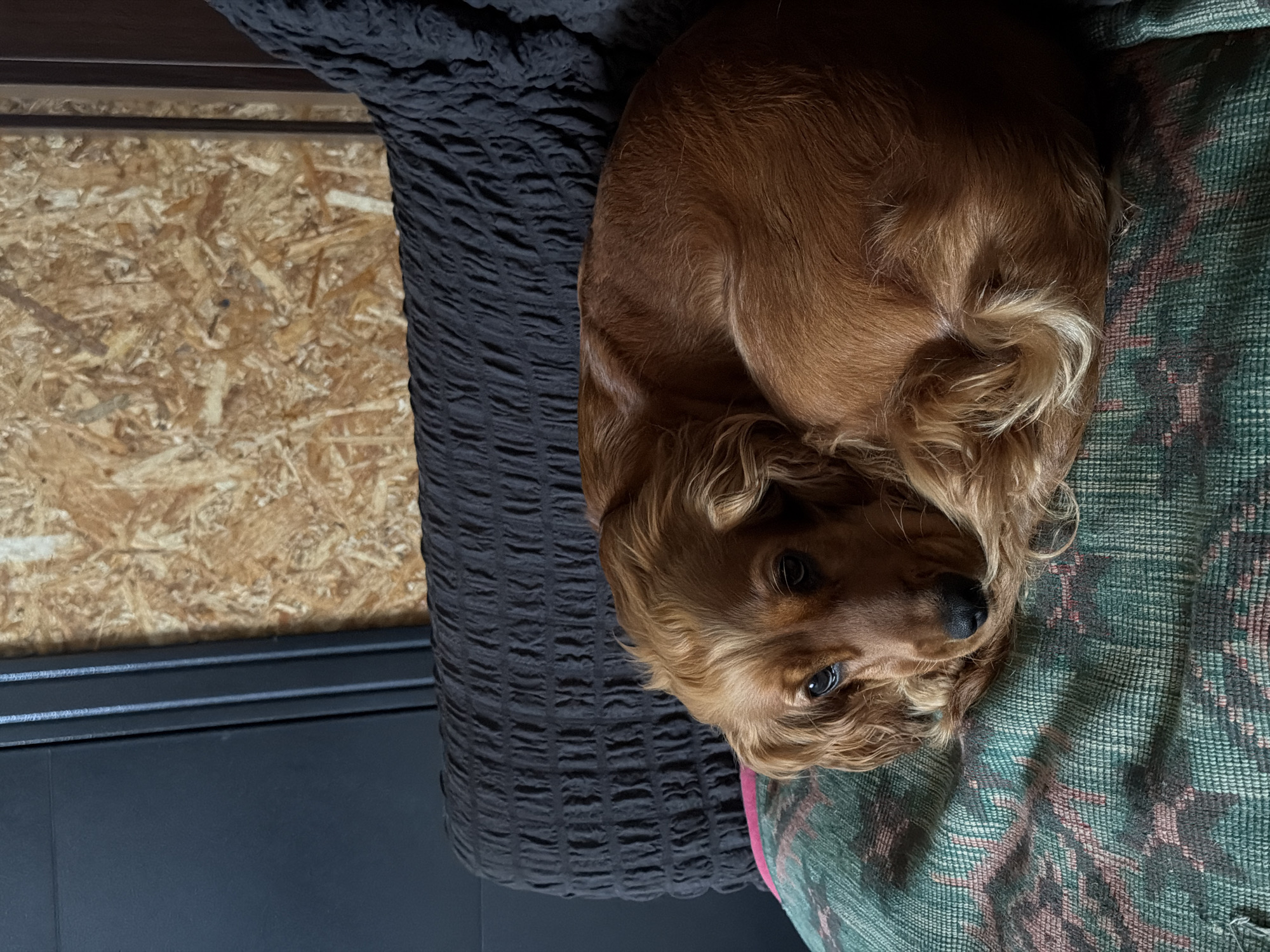 An adult, light brown Cocker Spaniel is curled up on a couch. The dog's body is facing away from the camera, while its head is turned to the left, looking towards the viewer. Its eyes are dark brown and its nose is black. The dog is lying on a patterned cushion with green, pink, and dark grey designs. Behind the dog, the couch has a dark grey, textured fabric. To the left of the couch, a dark grey cabinet is visible, and to the right of the cabinet is a wall made of light brown, textured wood. The overall environment appears to be indoors, possibly a living room. There are no people visible in the image.