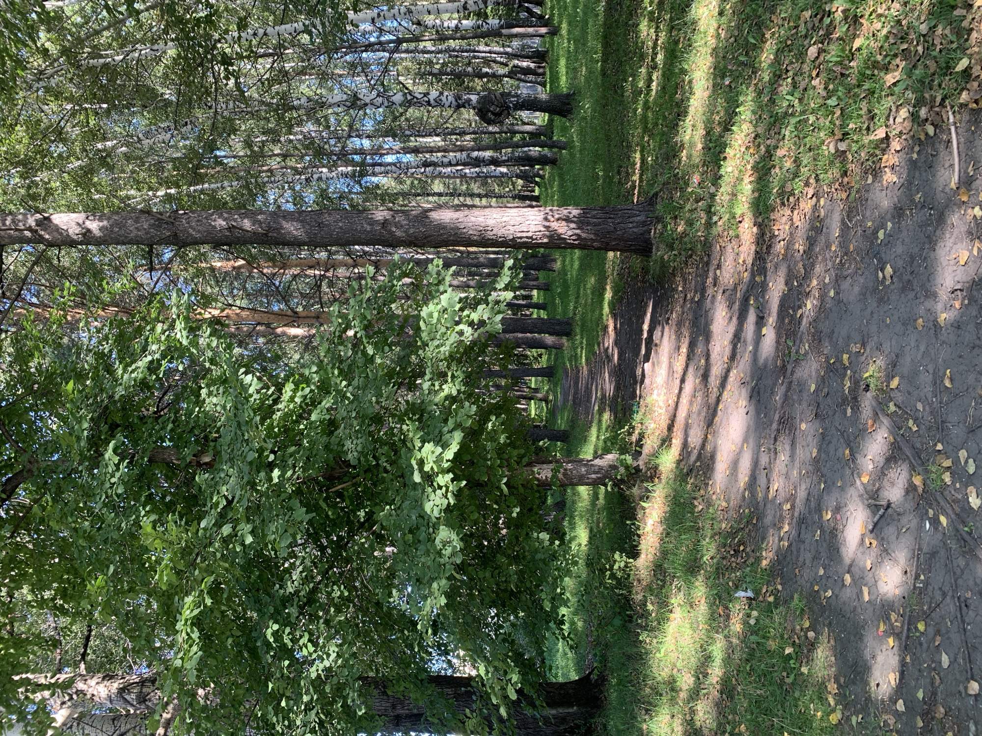 A dirt path winds through a sun-dappled forest in Prokopyevsk, Russia. Lush green foliage from deciduous trees lines the left side of the path, with a prominent, leafy tree in the foreground. To the right, a dense stand of birch and pine trees creates a textured backdrop. The ground is covered in green grass and scattered brown leaves, with exposed tree roots visible along the path. The sunlight casts distinct shadows from the trees onto the path and the surrounding grass, indicating a clear, bright day. The scene appears to be a park or natural area within the city.