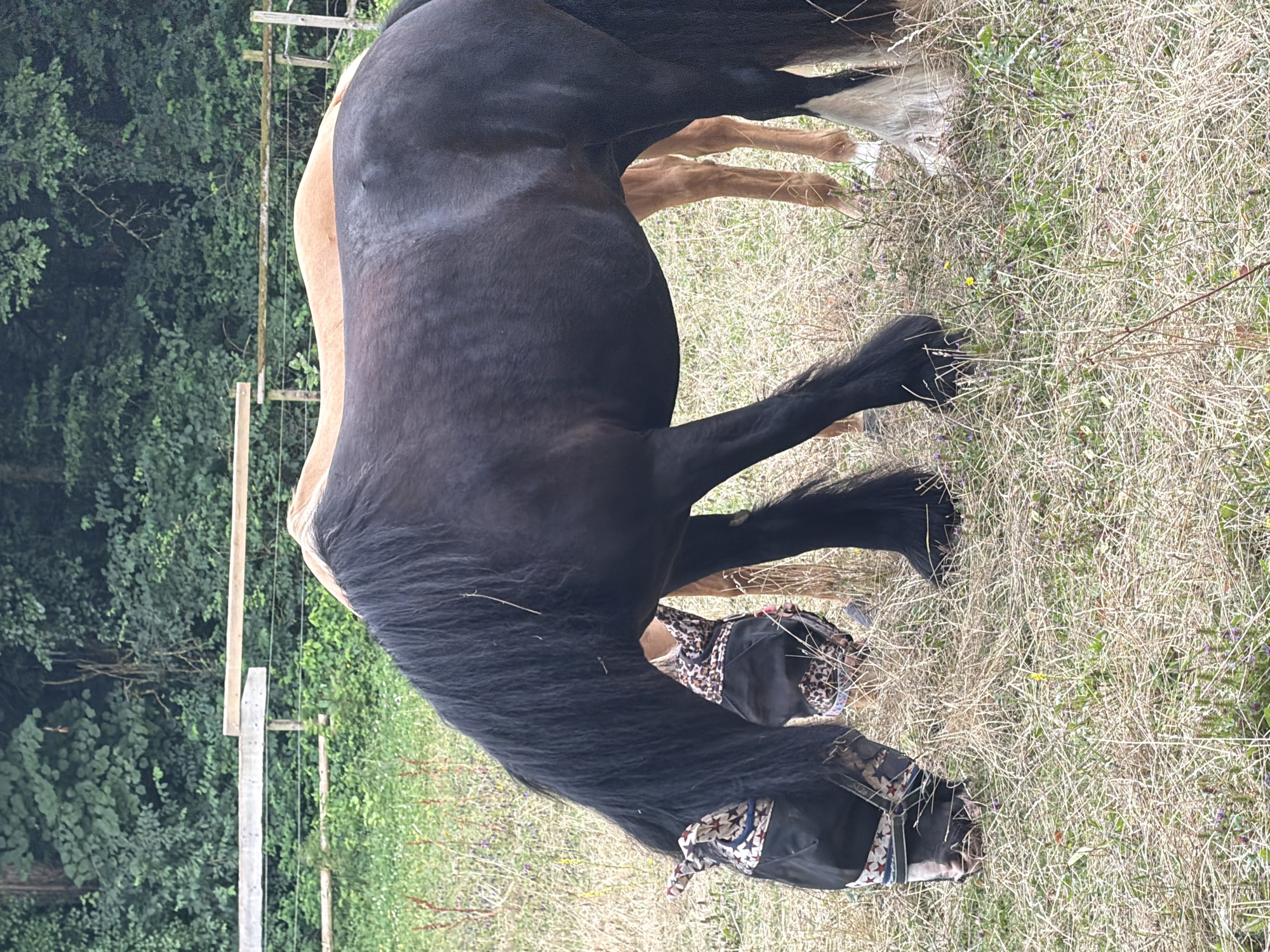 Two horses are in a grassy field with a wooded area and a fence in the background. The horse in the foreground is dark brown and wearing a fly mask with a star pattern. The horse in the background is lighter brown and is partially obscured. The field is covered in dry grass and some wildflowers. The fence appears to be made of wood. The overall impression is a rural setting, possibly a paddock or pasture.