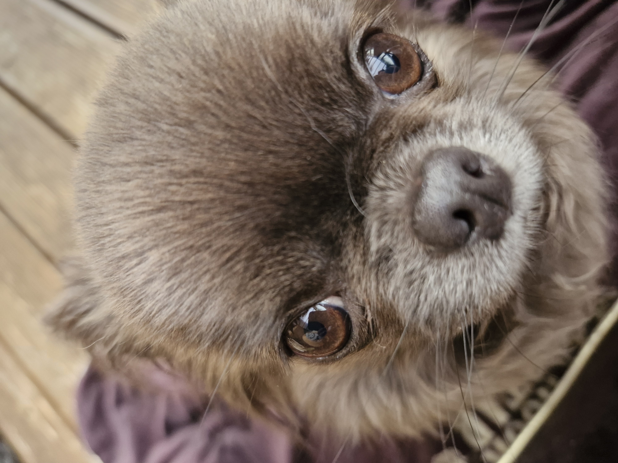 A close-up, upward-angled shot captures the face of a small, brown Chihuahua-like dog. Its large, brown eyes are prominently featured, reflecting light. The dog's nose is a darker brown and takes up much of the frame. Short, brownish fur covers its head. In the background, out-of-focus shades of brown and purple can be seen. The location and city are unknown.