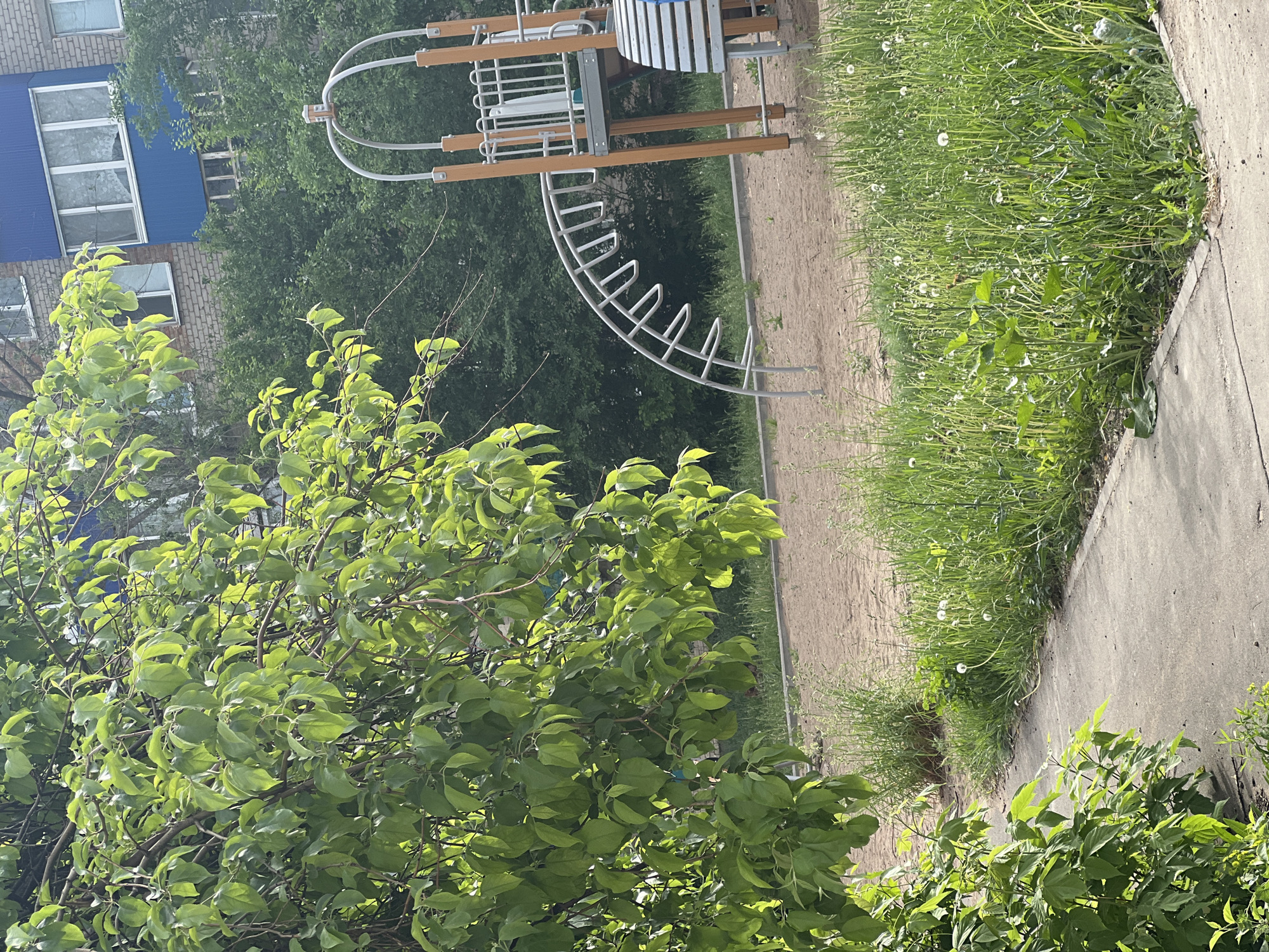 The image shows a playground in Mendeleyevsk, Russia, bordered by a sidewalk and foliage. Playground equipment with wooden and metal components is visible in the background. A multi-story brick building with blue trim is partially visible in the upper left. Tall grass with dandelions lines the playground's edge. A tree with dense green leaves dominates the foreground. The sidewalk is concrete, and the playground ground appears to be dirt.