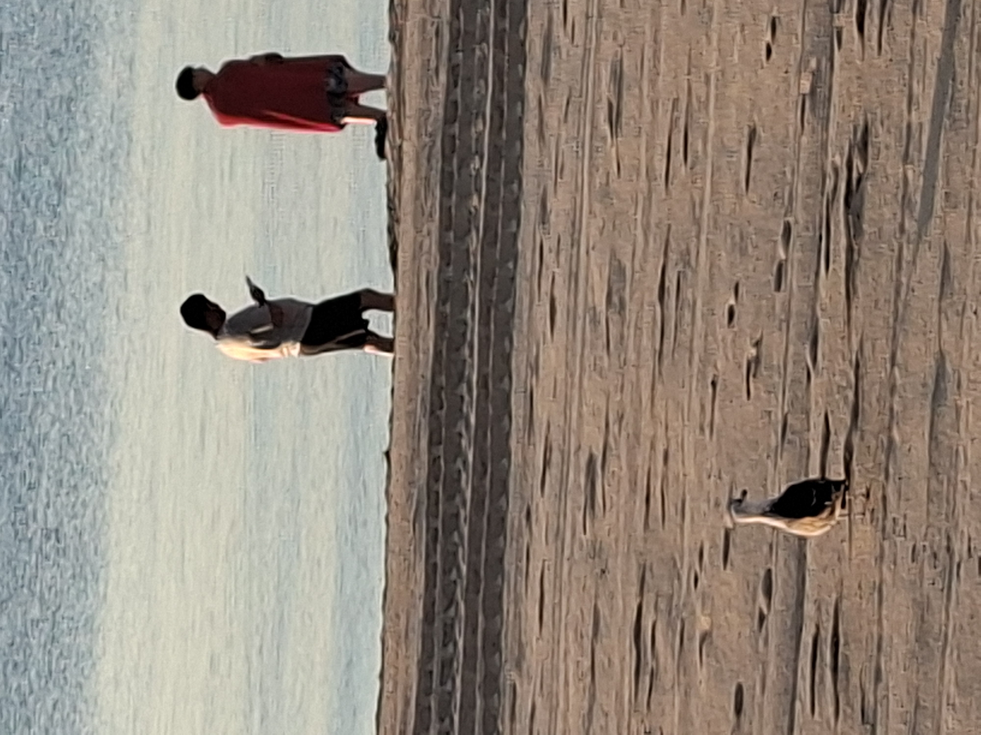 This image depicts a beach scene with two individuals standing at the water's edge and a seagull on the sand. The environment is a sandy beach with tire tracks visible in the foreground, suggesting vehicle access. The water is calm and a light blue.
The person on the left is a male wearing a light-colored t-shirt and dark shorts, looking down at a mobile device. The person on the right is facing away from the camera, wearing a red garment, possibly a towel or blanket, over patterned shorts. They appear to be standing in the shallow water. The seagull in the foreground is facing to the right, with its back partially to the viewer.
The lighting suggests it may be early morning or late afternoon. The overall scene is tranquil and typical of a coastal location. While the specific beach is not identifiable without further context, it is a generic beach setting that could be found in Torrevieja, Spain, a city known for its numerous beaches along the Mediterranean coast.