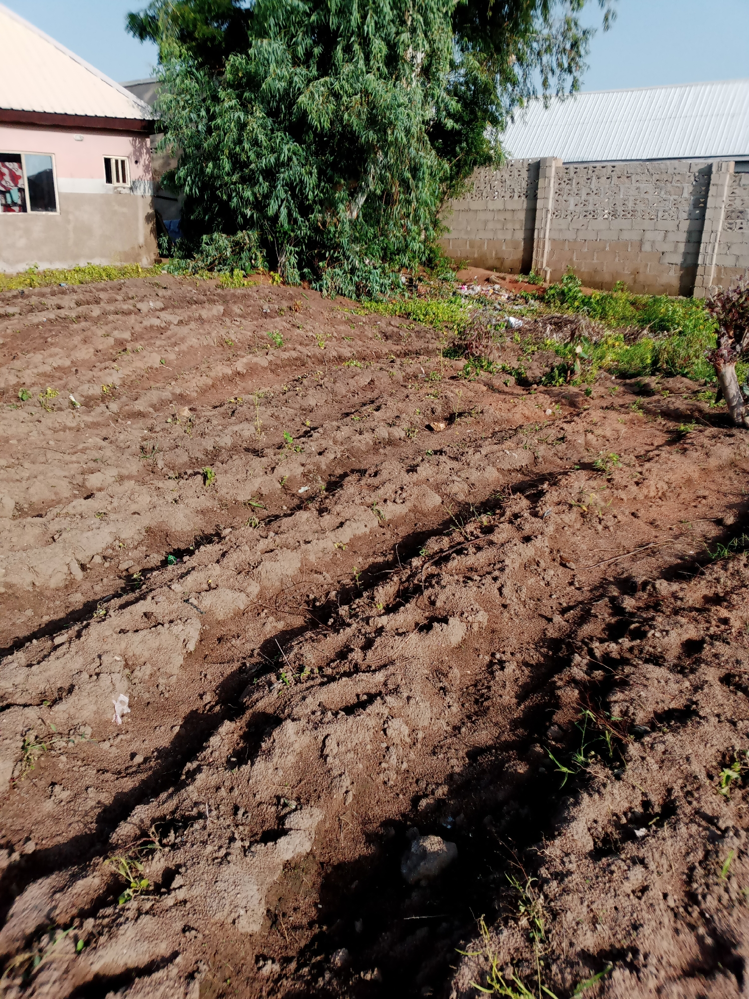 The image shows a tilled field in Jauro Yinu, Nigeria, with rows of soil ready for planting. A pink and beige building with windows is visible on the left, partially obscured by a large, leafy green tree. To the right of the tree is a grey concrete block wall topped with a corrugated metal roof. The foreground is dominated by the brown, uneven terrain of the field, with sparse green shoots emerging from the soil. Several small pieces of white debris, possibly litter, are scattered across the field. The sky above is a clear, pale blue.