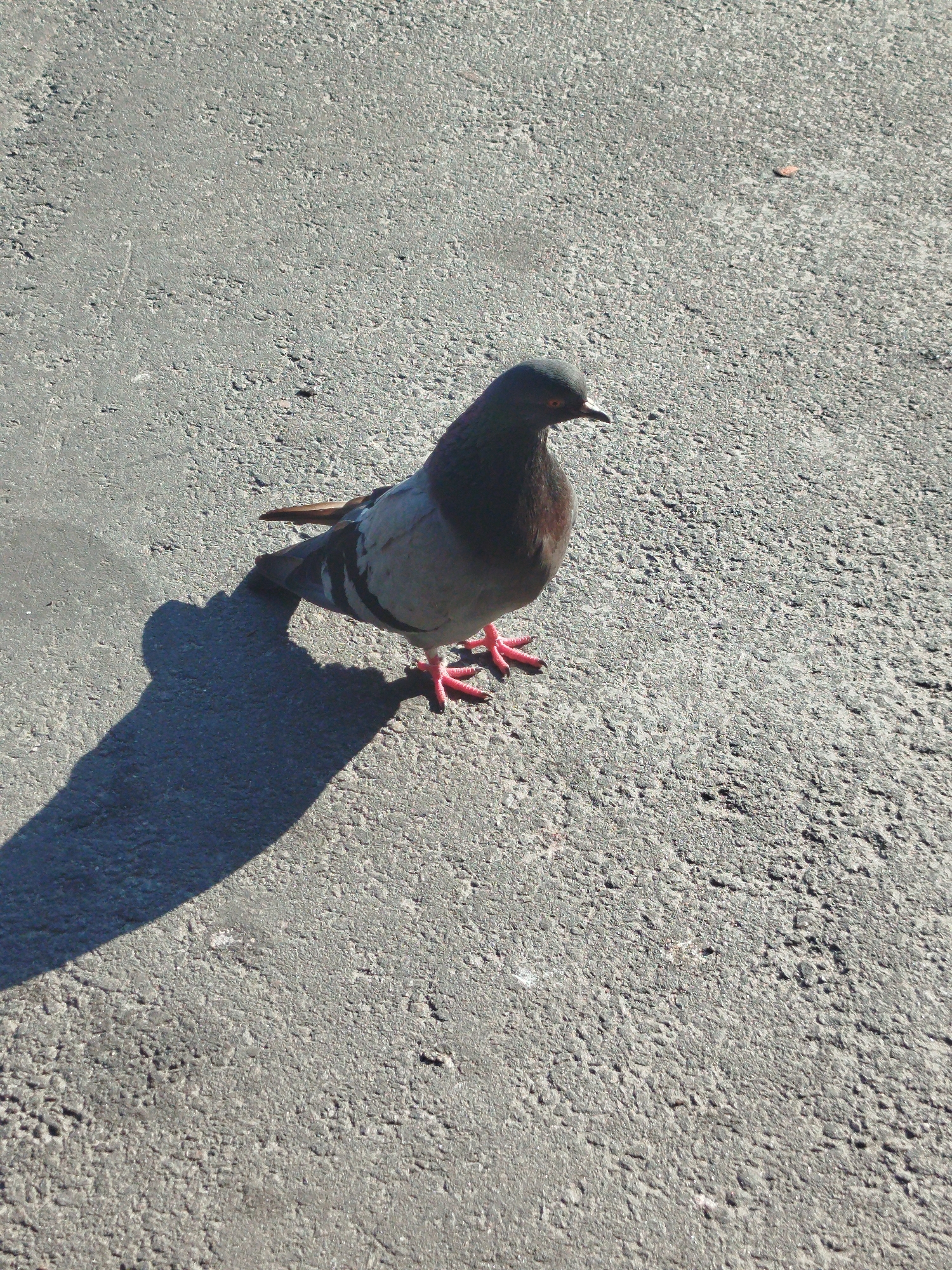 A single pigeon stands on a paved surface in Kremenchuk, Ukraine. The pigeon is facing left, with its body angled slightly towards the viewer. Its feathers are predominantly gray and white, with darker markings on its wings and neck. Its feet are bright red, and it casts a distinct shadow to its left. The paved surface appears to be asphalt, with a textured, granular appearance. The lighting suggests it is daytime, with sunlight casting a strong shadow. There are no other discernible subjects or objects in the immediate vicinity.