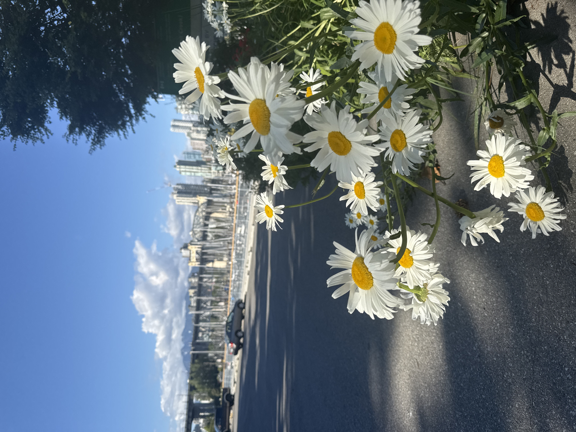 This image captures a close-up of several daisies with white petals and yellow centers in the foreground, with a blurred cityscape and harbor in the background. The setting appears to be a sunny day with a clear blue sky and some scattered clouds.
In the background, a bridge can be seen spanning across the water, with numerous sailboat masts clustered in the harbor. Beyond the harbor, the skyline of Vancouver, Canada, is visible, featuring modern high-rise buildings and mountains in the far distance. A few vehicles, including a dark SUV and a grey sedan, are driving on a paved road to the left of the frame. Green trees and foliage are also present, framing the right side of the image and providing shade on the paved surface in the foreground. The overall scene suggests a vibrant urban environment juxtaposed with the natural beauty of the waterfront and mountains.