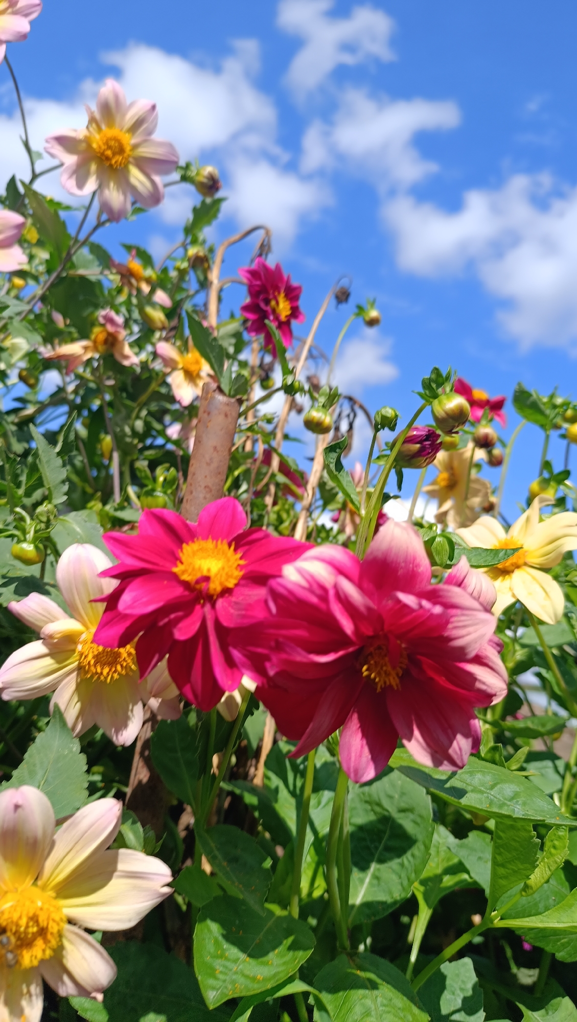This is a close-up, low-angle outdoor photograph of a flowerbed with a bright blue sky and scattered white clouds in the background. The foreground is dominated by several dahlia flowers in various shades of pink, magenta, and yellow. Some flowers are in full bloom, while others are still in bud form. The flowers are surrounded by lush green foliage and stems. A rusty metal stake is visible in the center of the frame, supporting some of the plants. The lighting suggests a sunny day. There are no people or animals visible in the image. The context provided indicates the scene is located in the city of Karsha, Russia.