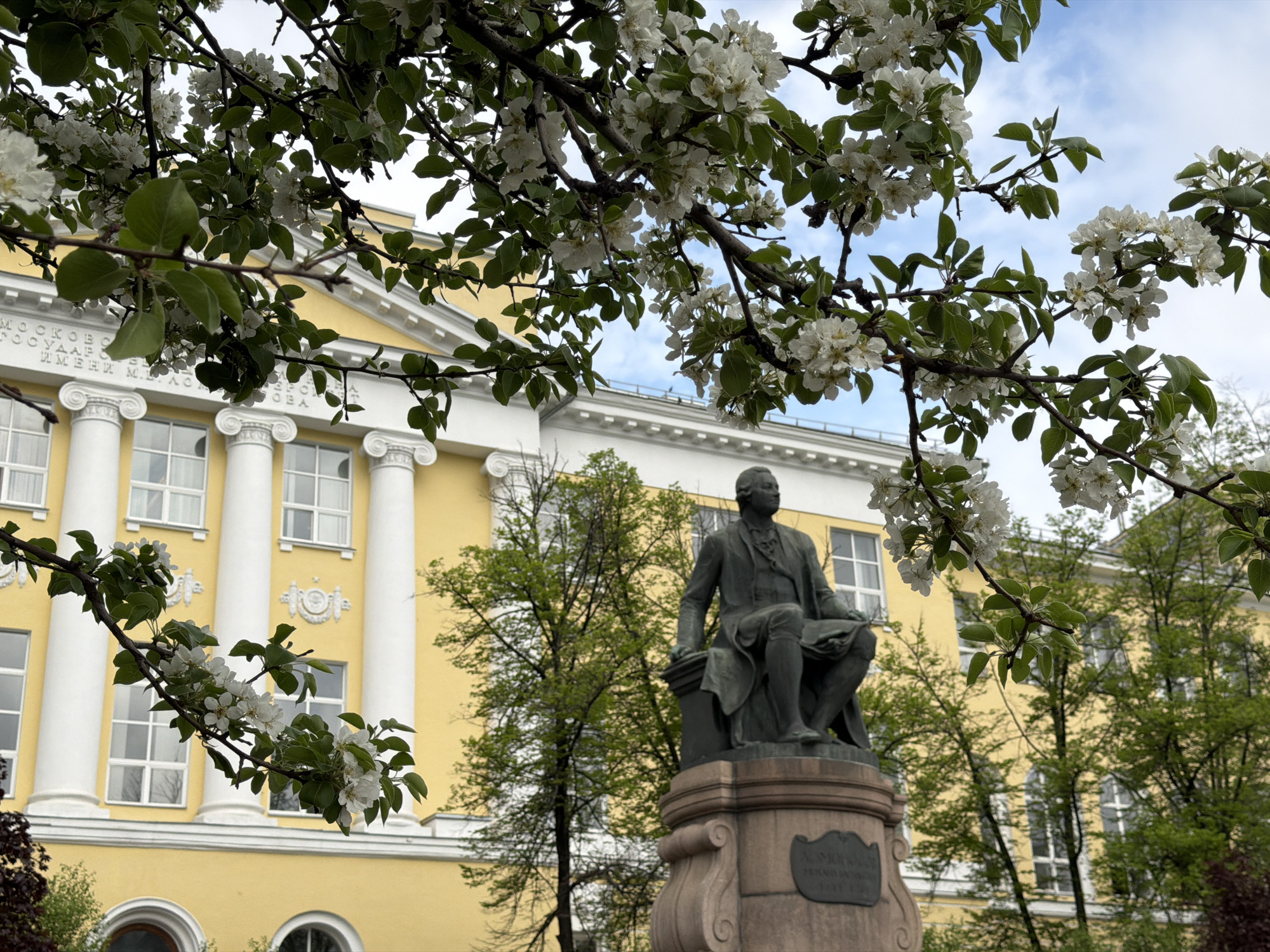 The image depicts a bronze statue of a seated man holding a book, situated on a stone pedestal in front of a yellow building with white columns. The statue is framed by blooming branches of a tree with white flowers and green leaves. The yellow building is identifiable as the Moscow State University (MSU), due to the architectural style and inscription on the building. Other trees with green foliage are interspersed around the statue and building. The sky is visible in the background with light cloud cover. The location is most likely on the grounds of Moscow State University in Moscow, Russia.