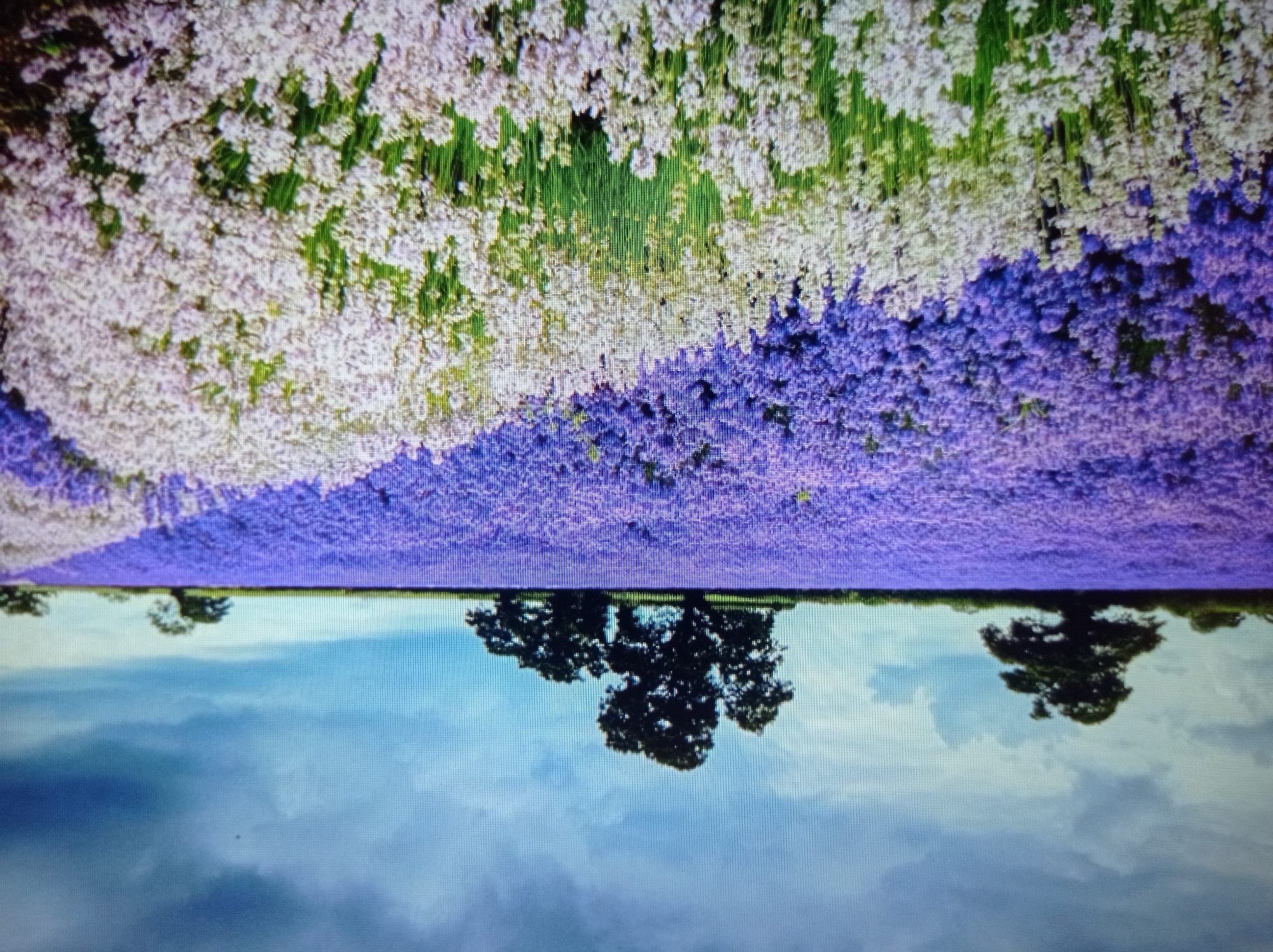 The image depicts a vibrant lavender field under a dramatic, cloudy sky. In the foreground, a section of the field is filled with white flowers, possibly a different variety of lavender or another flowering plant, contrasting with the predominantly purple lavender stretching into the distance. Several trees are scattered across the horizon, silhouetted against the sky. The overall scene is a rural landscape. There are no people, animals, or man-made structures visible in the image, other than what might be implied by the cultivation of the field. The location in Mukachevo, Ukraine, is not discernible from the visual information in the image itself.