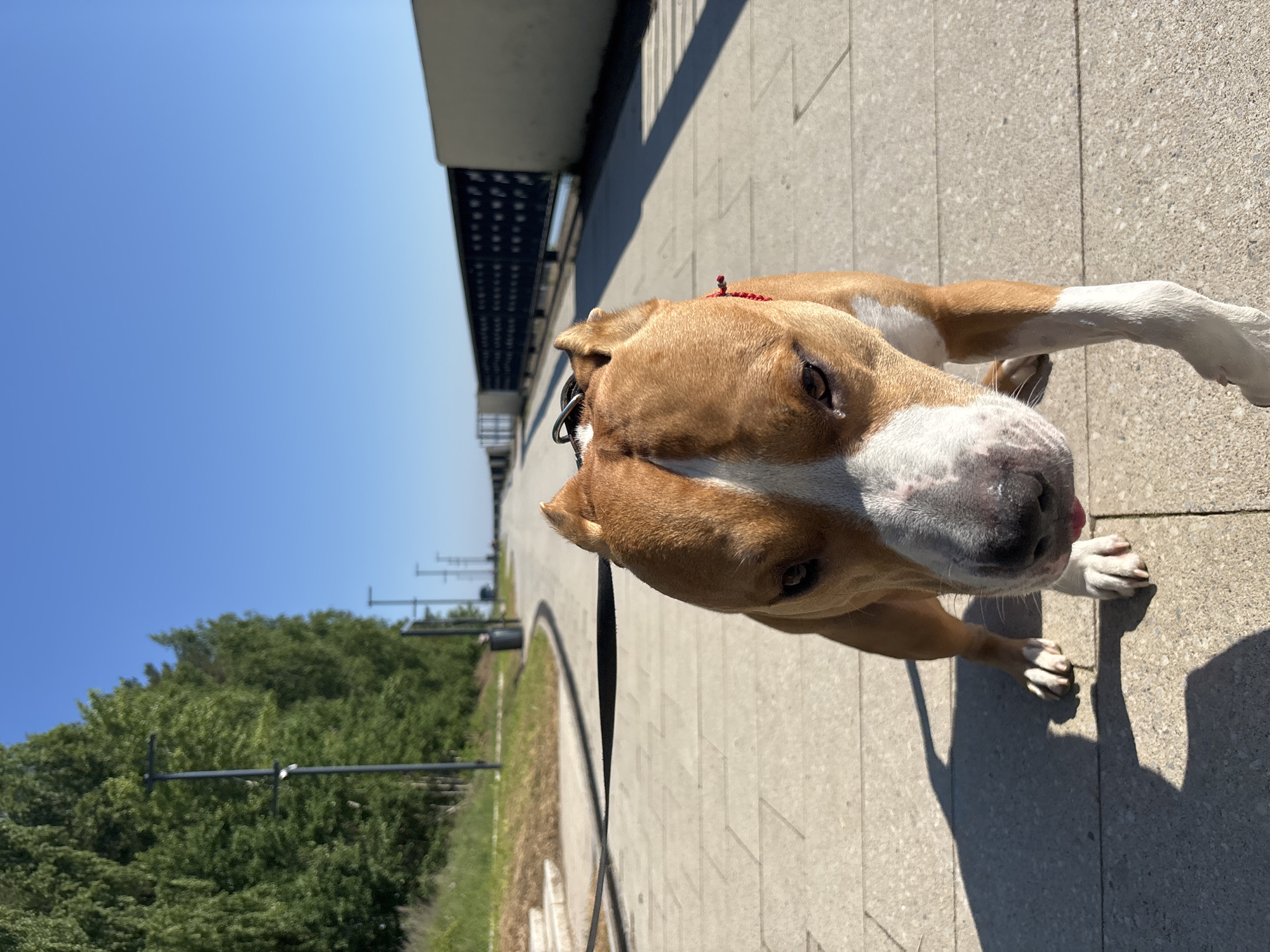 The image shows a tan and white dog with its head lowered, looking directly at the camera. The dog is on a paved pathway, likely in a park or waterfront area. The pathway is lined with trees on the left and a railing on the right. The sky is clear and blue. In the background, there are lampposts stretching into the distance along the pathway. The location is identified as being in the city of Chaikovsky, Russia.