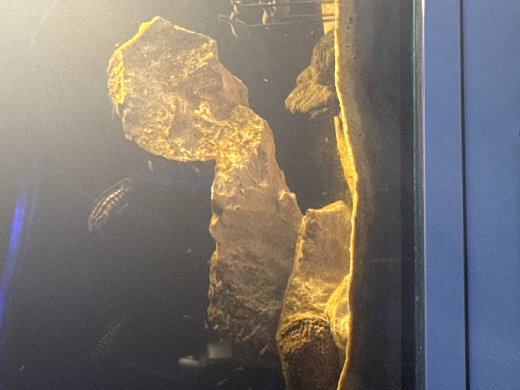 The image shows the interior of an aquarium. The primary subjects are several pieces of porous, light brown rock formations, which appear to be artificial aquarium decorations. One rock on the left is tall and slender, while another on the right is thicker and more irregularly shaped. The rocks are illuminated by a light source from above and to the left, casting shadows and highlighting their textures.
In the dark water of the aquarium, there are at least two small fish visible. One fish, with dark stripes, is swimming near the left side of the frame, slightly above the rock. Another, smaller fish with a spotted pattern, is visible in the lower left portion of the image, closer to the bottom. There are also several tiny, indistinct specks, possibly small organisms or debris in the water.
The background is dark and out of focus. To the right of the aquarium, the edge of a blue surface is visible, suggesting the aquarium is situated in front of a blue wall or backdrop. The overall scene depicts a still, underwater environment within a fish tank. No text is visible in the image.