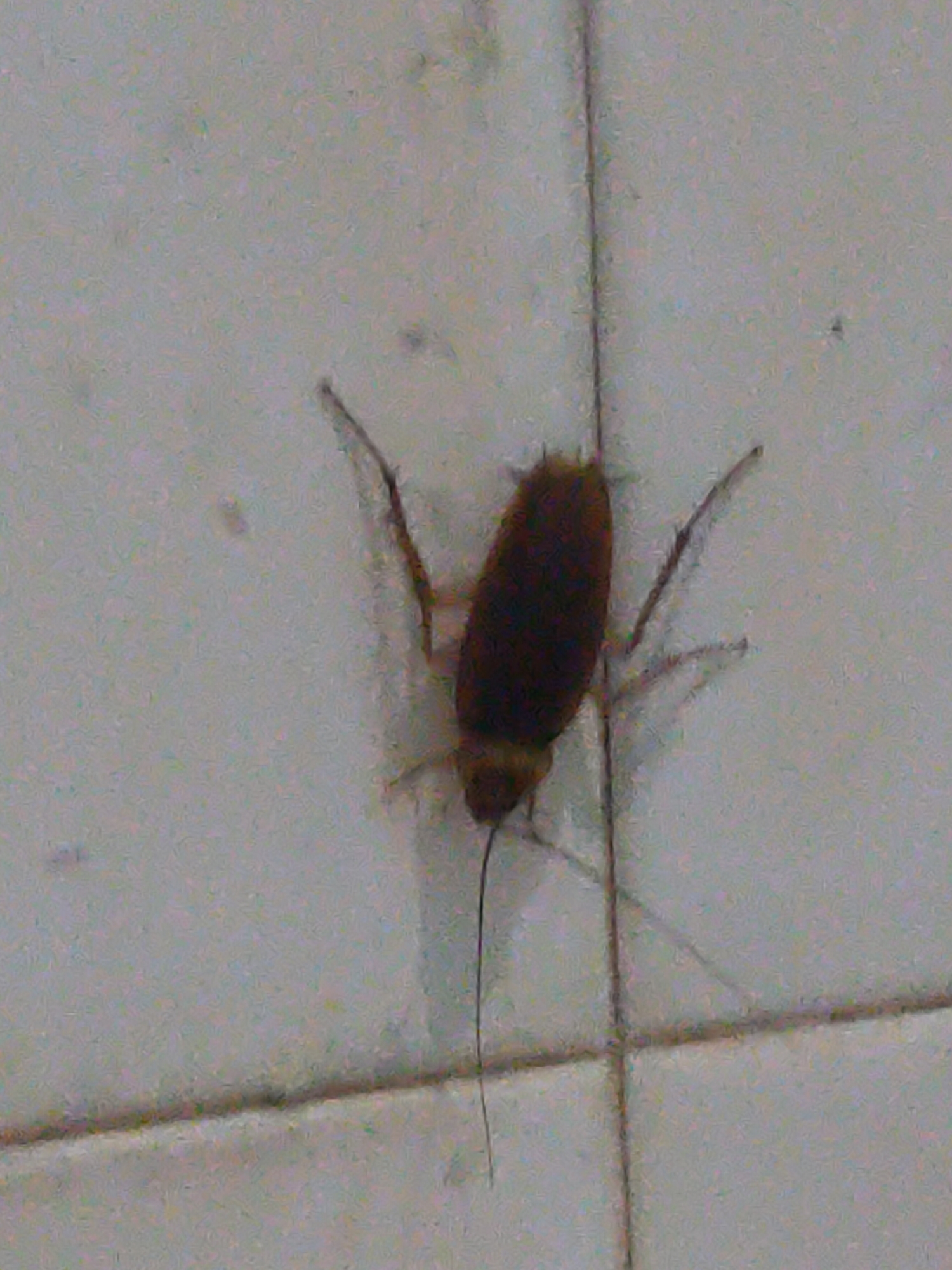 A cockroach is on a tiled surface. The cockroach is dark brown and oval-shaped with visible legs and antennae. The surface appears to be a wall or floor with distinct grout lines separating the tiles. The lighting is dim, creating shadows. The image is grainy and out of focus, obscuring finer details of the environment. No people are visible. This scene could be in any location with tiled surfaces, including residential or commercial buildings in Ngasem, Indonesia.