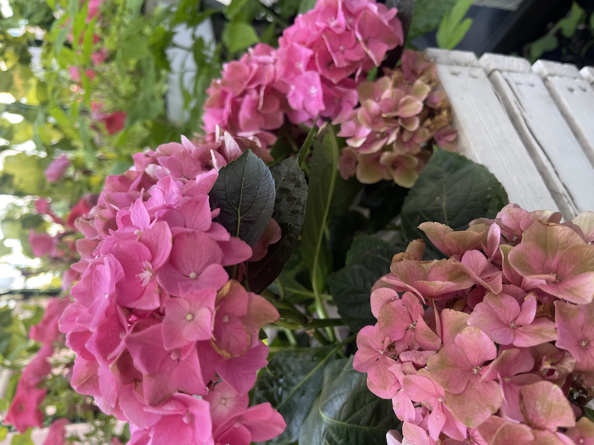 A close-up photograph captures a cluster of vibrant pink hydrangeas. The flowers are in full bloom, with delicate petals forming rounded clusters. Some of the blooms show hints of green and brown, suggesting they are in various stages of their life cycle. Dark green leaves provide a rich backdrop for the bright flowers. The hydrangeas are planted in a white wooden planter, its weathered texture visible. The background is softly blurred, with hints of more greenery and possibly other flowers, creating a shallow depth of field. The lighting suggests an outdoor setting, possibly a garden or a balcony, during the daytime. There are no people or animals visible in the image. The specific location in Moscow, Russia, cannot be determined from the visual information provided.
