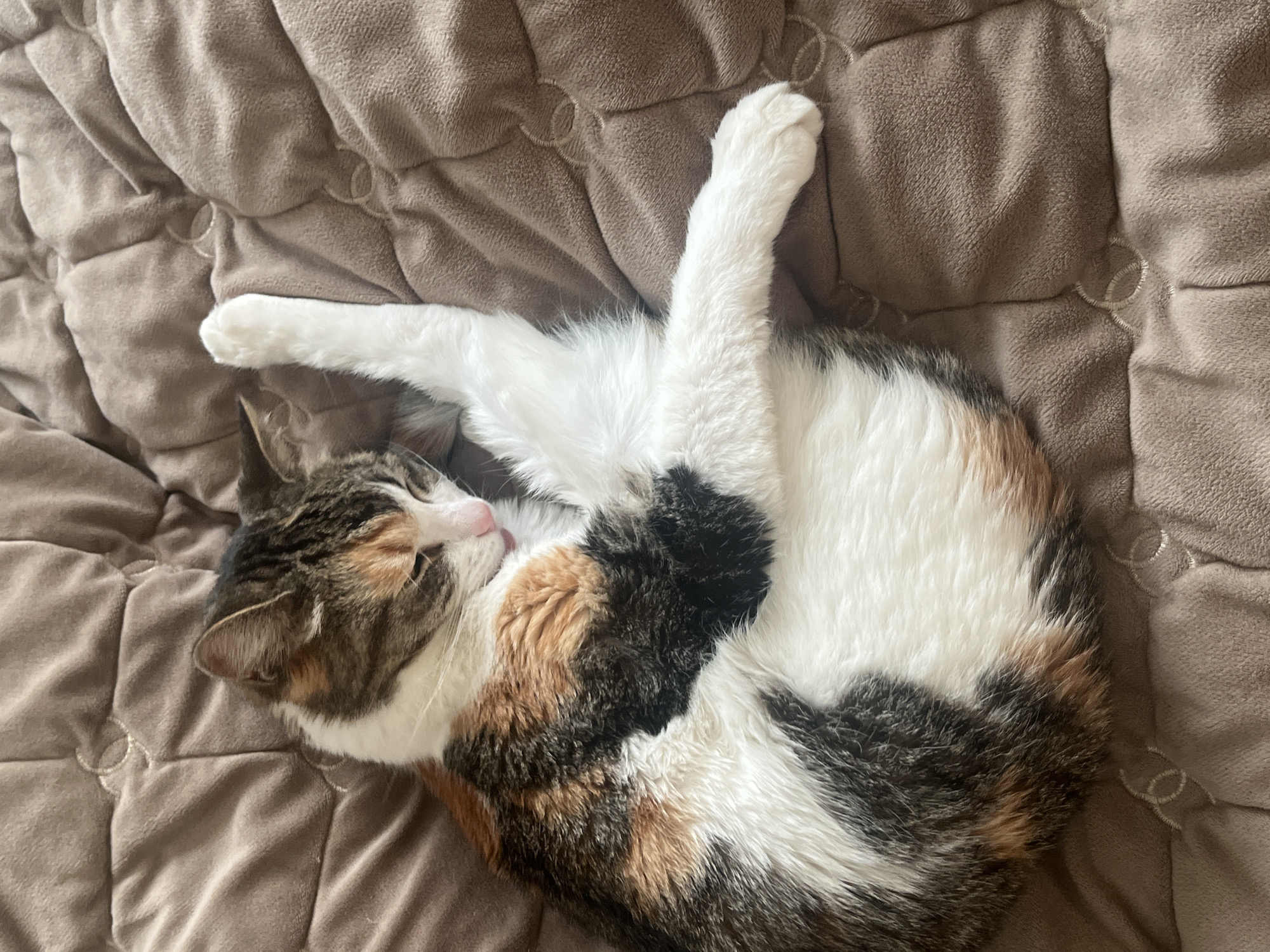A calico cat is resting on a brown, quilted blanket. The cat is curled up, with its legs tucked in and one front paw extended. Its fur is a mix of white, black, orange, and gray. The cat's eyes are closed, and it appears to be asleep. The blanket has a soft, velvety texture and is slightly wrinkled. The scene is indoors, likely in a home. The image does not contain any identifiable landmarks or context to place it in Kolpino, Russia.