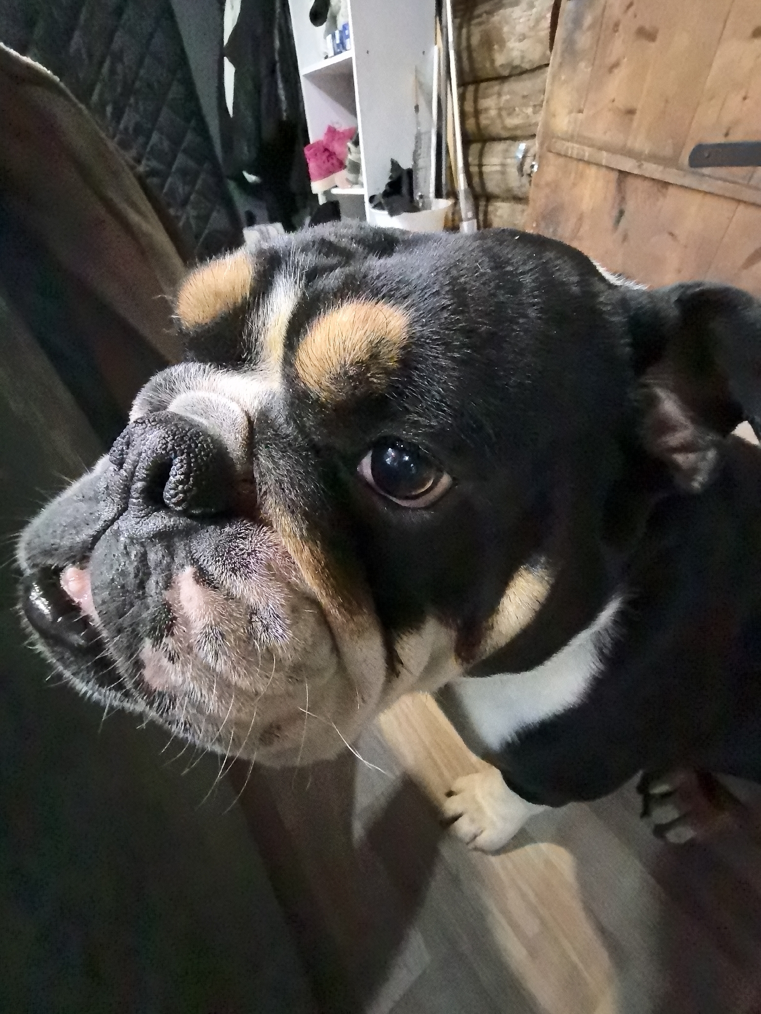 A close-up, high-angle shot features an adorable bulldog, likely an English or French Bulldog mix, with a distinctive black, tan, and white coat. The dog's face, characterized by wrinkles, takes up the majority of the frame, showing its large black nose, prominent white whiskers, and dark, expressive eyes that gaze upwards and slightly to the right. Its mouth is slightly open, revealing a hint of its pink tongue. Tan markings are visible above its eyes and on its cheeks, contrasting with its black fur, which also has a patch of white on its chest.
The setting is indoors, with a warm, somewhat rustic ambiance. In the background, to the left, a dark, quilted fabric, possibly a blanket or part of a sofa, is visible. To the right, a wooden door or wall section with horizontal planks, potentially a log wall, suggests a traditional or cozy interior. Above the door area, a white shelving unit with various items, including a pink object and some white containers, can be seen. The floor beneath the dog is made of light-colored wood. The dog appears to be standing or sitting on the wooden floor, looking attentively at something or someone above its eye level, suggesting curiosity or anticipation. There is no visible text in the image. The scene is well-lit, implying daytime or good indoor lighting in Noviy, Russia.
