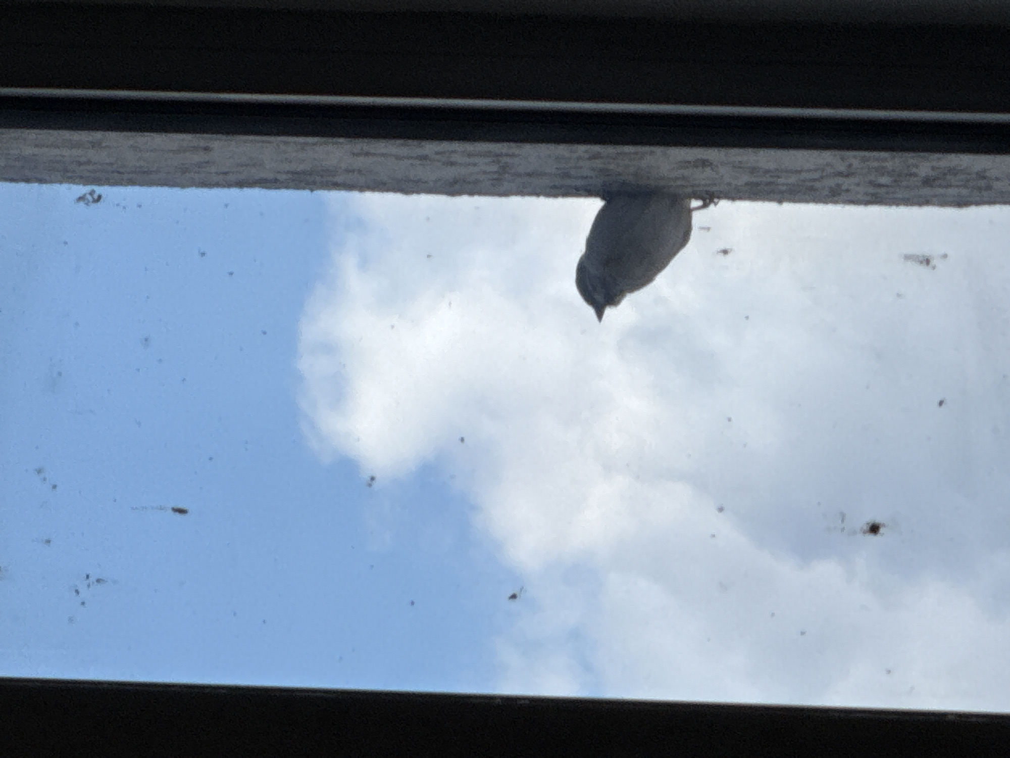 A bird clings to the exterior of a window, its gray-brown plumage contrasting with the bright sky and puffy white clouds visible through the glass. Dark window frames define the upper and lower edges of the view. Dust and debris speckle the window's surface. The location is not discernible from this image.