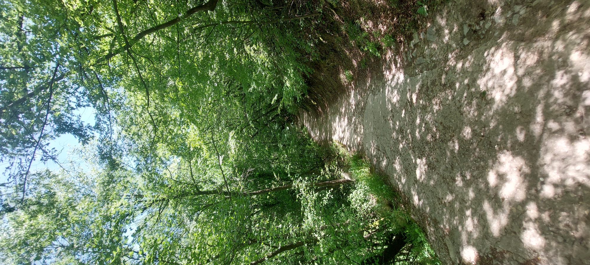 The image depicts a dirt path winding through a wooded area, likely in Bachkovo, Bulgaria. The path is composed of light-colored soil and gravel, with dappled sunlight filtering through the dense tree canopy. The trees are lush with green foliage, creating a shady environment along the trail. The path curves slightly into the distance, suggesting it continues further into the forest. There are no visible people or animals. The environment is characterized by natural vegetation and uneven terrain.