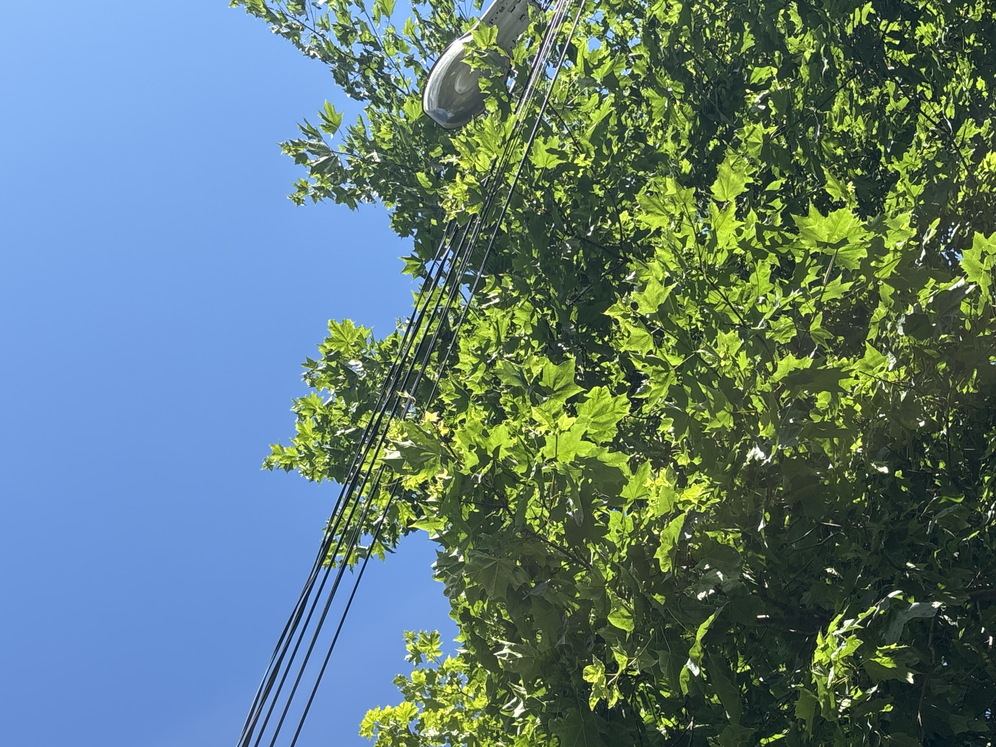 An outdoor, low-angle, close-up shot captures a dense canopy of bright green maple leaves against a clear, vibrant blue sky. Several black electrical wires traverse horizontally across the upper portion of the frame, intersecting the foliage. On the right side of the image, a silver street lamp is partially visible, peeking through the leaves. The scene is set in Ostrov, Russia.