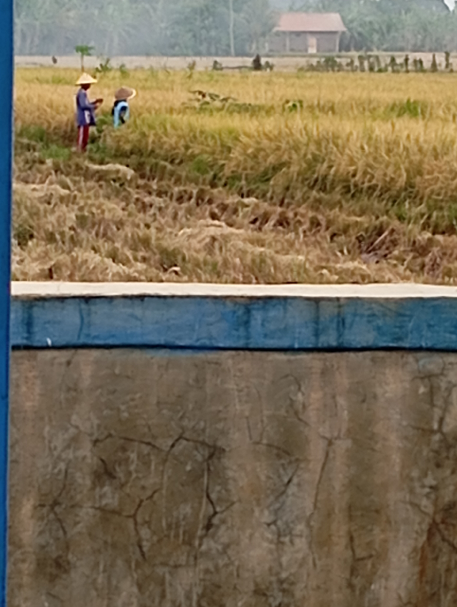 The image shows a rural landscape with two individuals wearing conical hats in a field of dry grass and rice stalks. One individual, on the left, is wearing a blue top and red striped pants, and appears to be holding something in their hands. The other individual, to the right, is wearing a blue top. In the background, a simple building with a brown roof is visible amongst trees. The foreground features a concrete structure with a blue painted band. The scene depicts agricultural activity in a rural area, likely in Sokaraja, Indonesia, given the context.