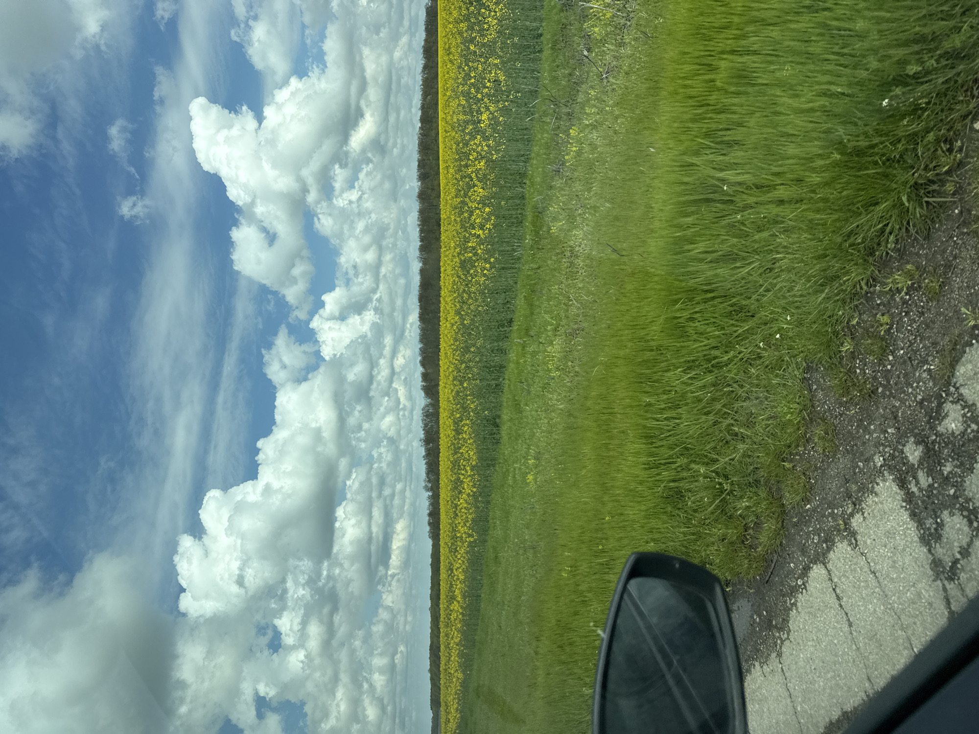 The image captures a vibrant rural landscape, likely near Izvorsko, Bulgaria, from the perspective of a vehicle. The sky, occupying the upper portion of the frame, is a clear blue adorned with large, fluffy white cumulus clouds and some more delicate, wispy cirrus clouds.

Below the horizon, a vast field of bright yellow flowers, strongly resembling blooming rapeseed or canola, stretches across the middle-left of the scene. Behind this golden expanse, a darker, dense line of trees or a distant forest forms a natural backdrop along the horizon. To the right of the yellow field, a wide strip of lush, vibrant green grass runs parallel, likely a roadside verge or another cultivated area.

In the bottom right foreground, a black side mirror of a vehicle is partially visible, indicating the shot was taken from inside a car or truck. Adjacent to the mirror, a section of an asphalt road or shoulder with visible cracks and scattered gravel occupies the extreme bottom right. The bright and even lighting suggests it is daytime, possibly late morning or afternoon. The overall scene conveys a sense of serene travel through an agricultural landscape. There is no visible text in the image.