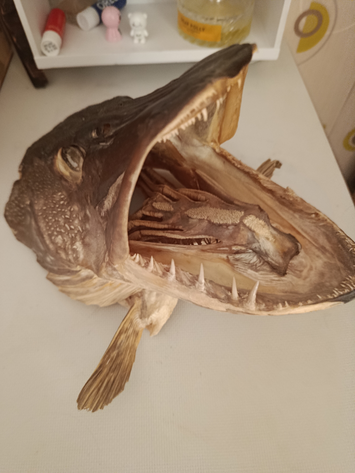 A taxidermied pike head is positioned in the center of the frame, its mouth wide open to reveal sharp teeth and the internal bony structure of its jaw. The pike head is dark brown and grey, with visible scales and eye sockets. It rests on a white surface, likely a table or countertop. In the upper portion of the image, a white shelf holds several small objects, including a red tube, a blue tube, and two small decorative figures, one pink and one white, resembling miniature teddy bears. A clear glass jar with a yellow label is also on the shelf, slightly out of focus. The background is a plain, light-colored wall with subtle circular patterns. The lighting is overhead and casts soft shadows. The scene appears to be indoors, possibly in a home or a display setting.