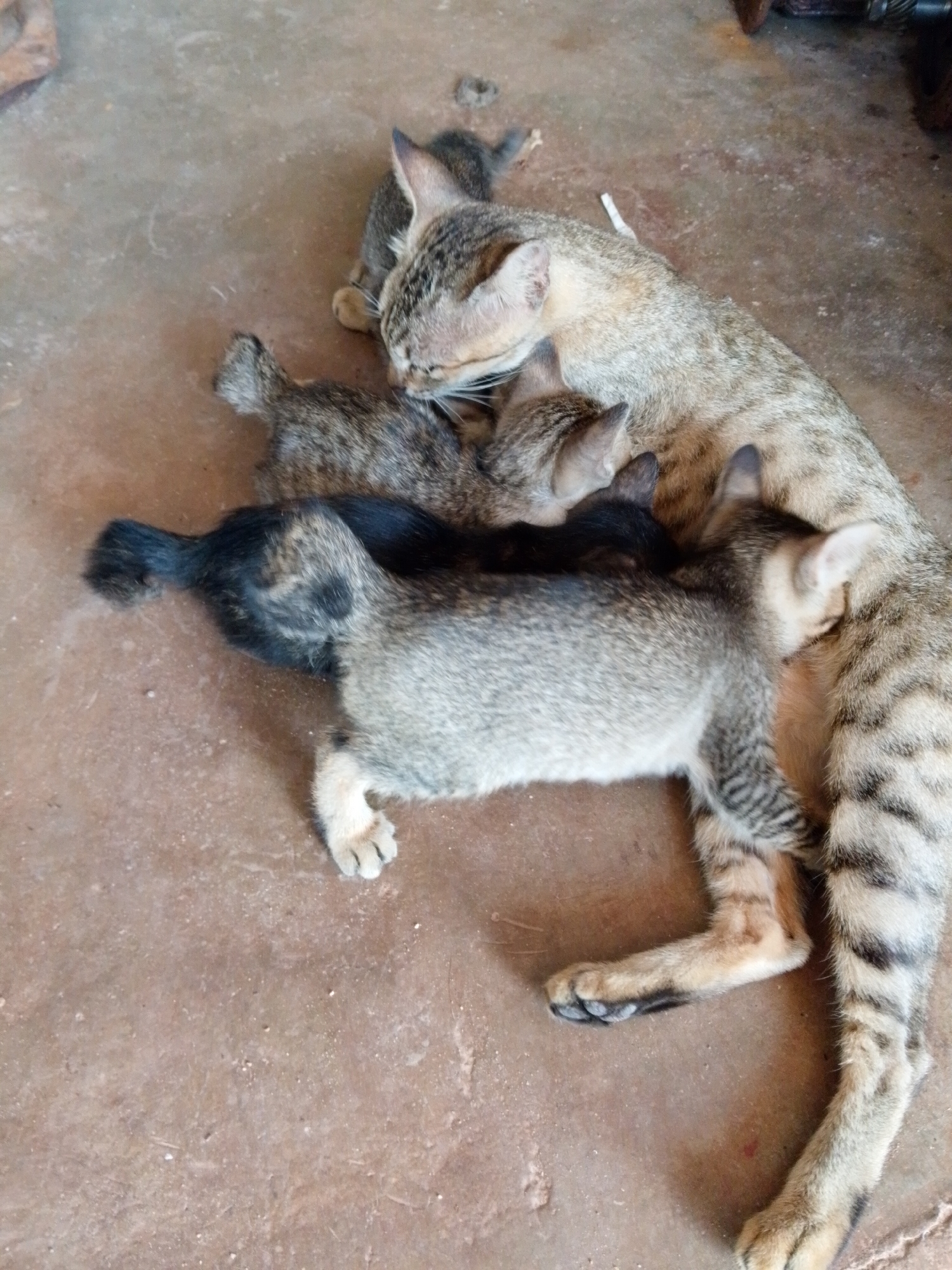 Location: Bukit Ketok, Indonesia.
Scene: A tan tabby cat lies on a brown surface, possibly a floor, surrounded by four kittens. The cat appears to be resting, possibly nursing or allowing the kittens to rest on or near her. The kittens are various shades of gray and tan, with one having a black tail and a patch of black on its back. The kittens are nestled against the cat, suggesting a nurturing interaction. The surface beneath them is a simple, undecorated brown material.