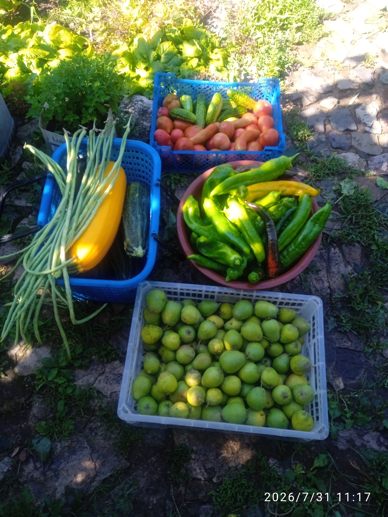 A still life image displays a collection of freshly harvested produce arranged on a stone-covered ground. In a blue plastic crate, an assortment of cucumbers and tomatoes are visible, with the tomatoes appearing ripe and red. To the left, another blue crate holds a vibrant yellow squash and a dark green zucchini, accompanied by a bundle of long green beans. Adjacent to this, a deep red bowl overflows with green and yellow bell peppers, with one dark red pepper also present. In the foreground, a white plastic basket is filled with numerous small, green fruits, possibly pears or apples. The background is blurred, showing lush green foliage bathed in bright sunlight, suggesting an outdoor setting. A date stamp in the lower right corner reads "2026/7/31 11:17". There are no people or animals depicted in the image. The scene is likely a garden or a market stall in Blagoveshchensk, Russia, given the provided location.