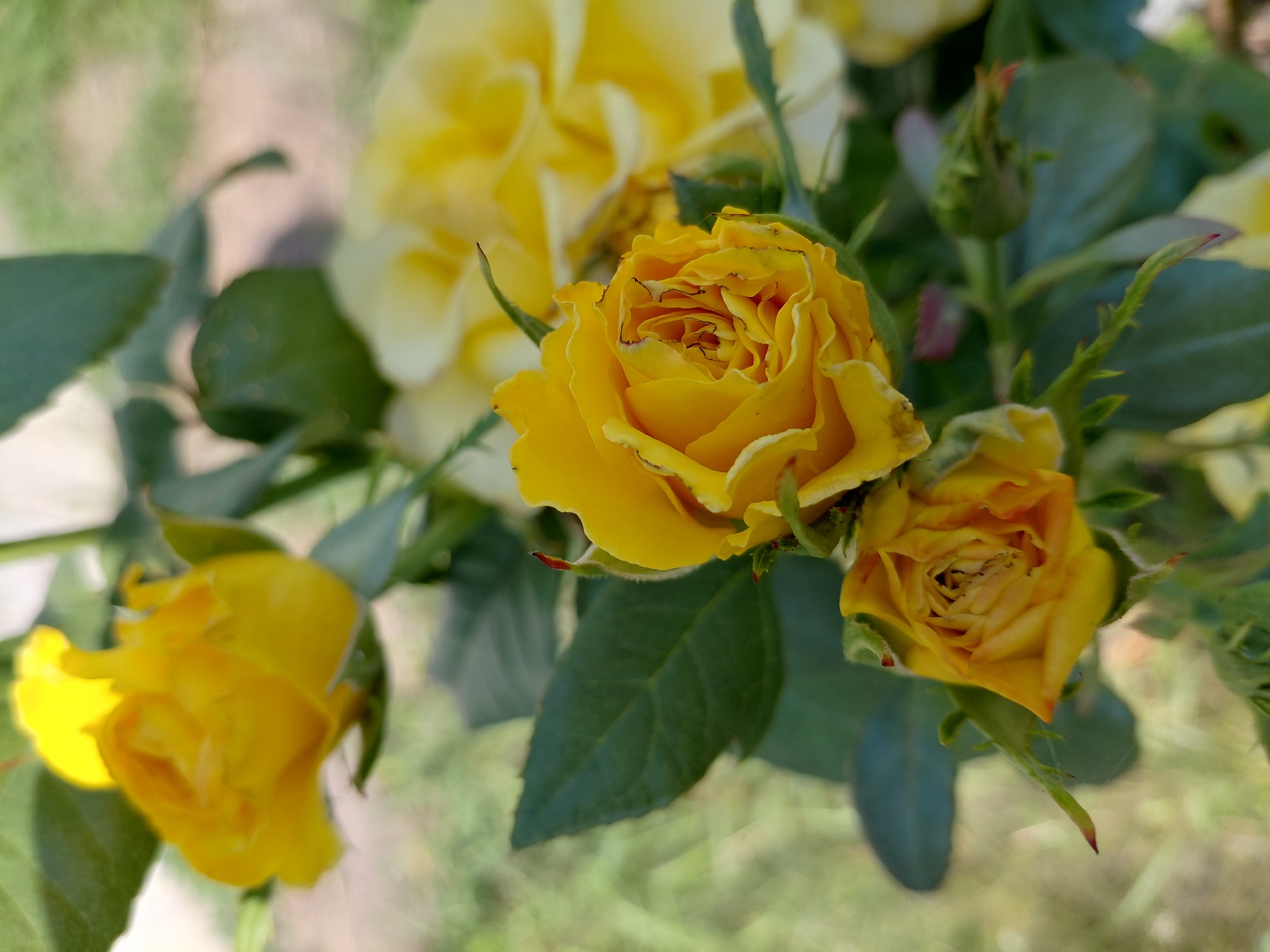Memory