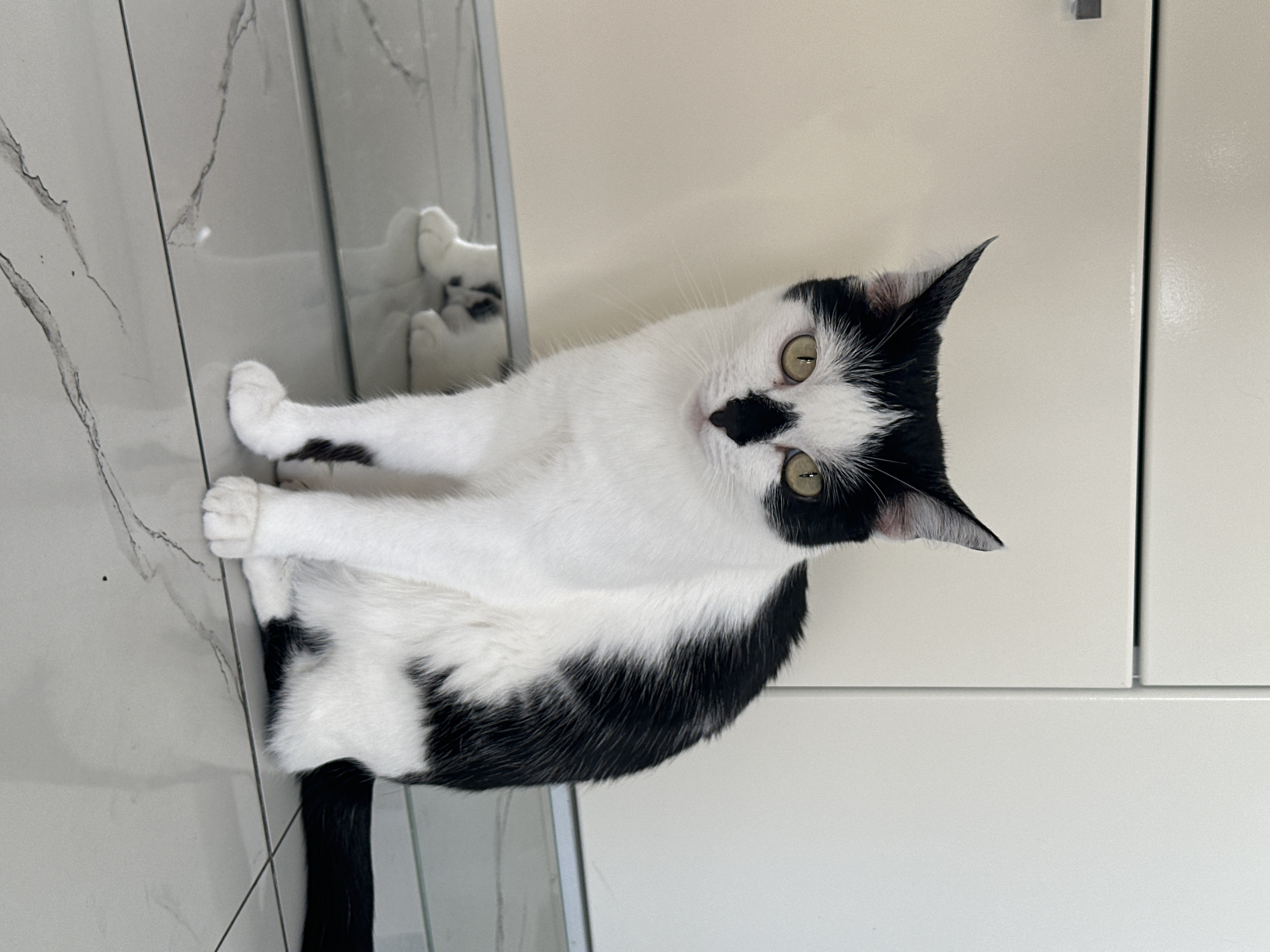 A black and white cat sits on a tiled floor in front of a light-colored cabinet. The cat is facing the camera with its body slightly angled to the right. It has yellow eyes and a black marking on its nose. The cabinet has a smooth, reflective surface and appears to be part of a kitchen or storage unit. The floor is made of large, light gray tiles with subtle dark veins. The lighting suggests an indoor environment, possibly a home. There is no indication of the location being in Kokshetau, Kazakhstan.