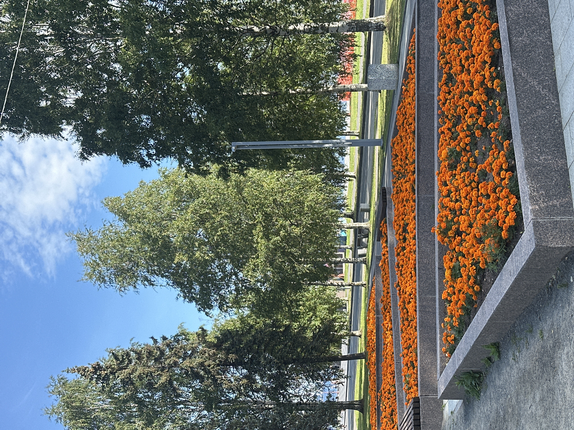 The image depicts a city park scene in Petrozavodsk, Russia, on a clear, sunny day with a blue sky and scattered white clouds. In the foreground, several tiered raised flower beds are filled with vibrant orange marigolds. These beds are bordered by dark granite. Behind the flower beds, a paved walkway and a patch of green grass are visible. A row of deciduous trees and some evergreen trees line the background, with some of the deciduous trees showing light-colored bark characteristic of birch trees. Beyond the trees, a street with light traffic, a lamppost, and a granite trash receptacle are present. In the far background, a body of water and some buildings are faintly visible. There are no people clearly discernible in the image.