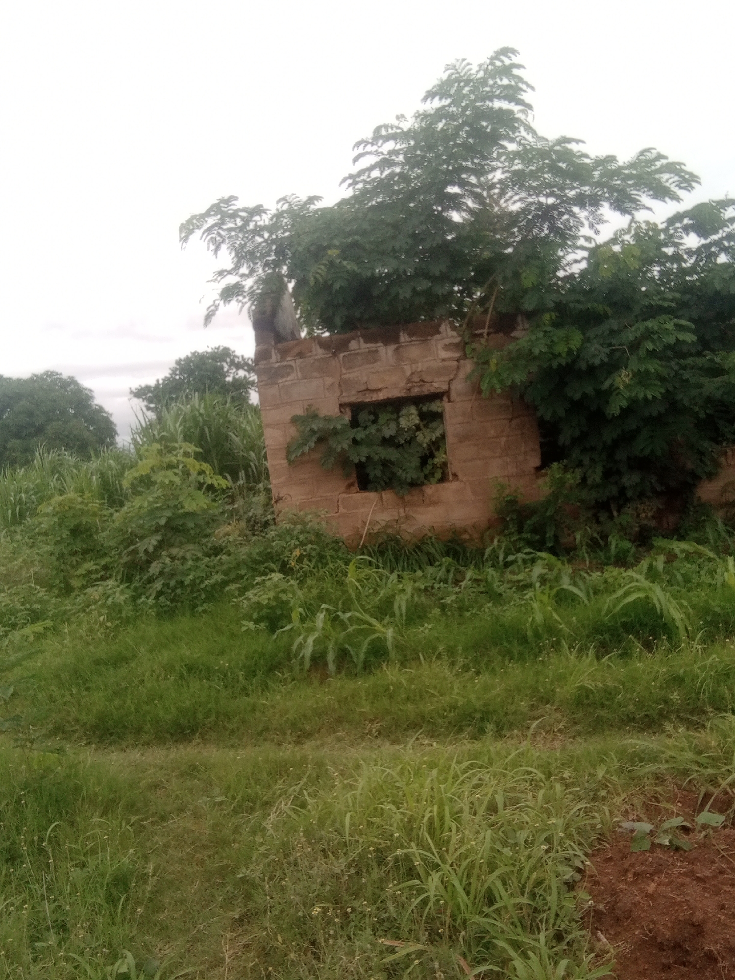 The image depicts a partially ruined brick structure overgrown with vegetation, situated in an outdoor, rural or semi-rural environment. The structure appears to be an abandoned building, possibly a house, with missing sections of its walls and windows. Lush green grass and various types of foliage, including trees and tall plants that resemble maize or reeds, surround the building. The sky is overcast, suggesting a cloudy day. There are no visible people or animals in the image. The scene conveys a sense of neglect and the passage of time, with nature reclaiming the man-made structure. The location is identified as Jalingo, Nigeria.