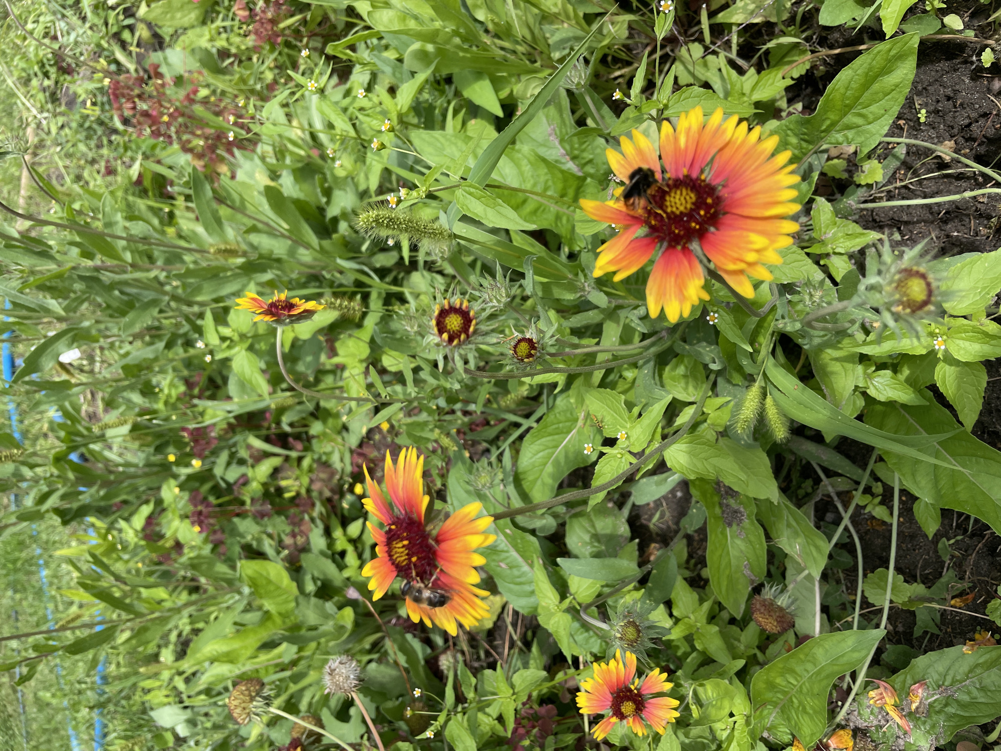 The image captures a close-up view of a vibrant flower bed, likely located in Verkhneye Kazachye, Russia, characterized by its lush green foliage and brightly colored blooms. The central focus is on several Blanket Flowers (Gaillardia), their petals a striking gradient of yellow and orange, with deep red centers. Two of these flowers are visited by bees, one in the upper left and another in the lower right, actively gathering nectar. Surrounding the Blanket Flowers are other plants, including some with smaller white flowers and spiky green seed heads. In the background, a dense growth of green leaves and stems creates a natural, somewhat wild garden environment. The ground beneath the flowers is dark, rich soil, hinting at fertile conditions. The overall scene depicts a flourishing ecosystem, teeming with insect activity during daylight hours.