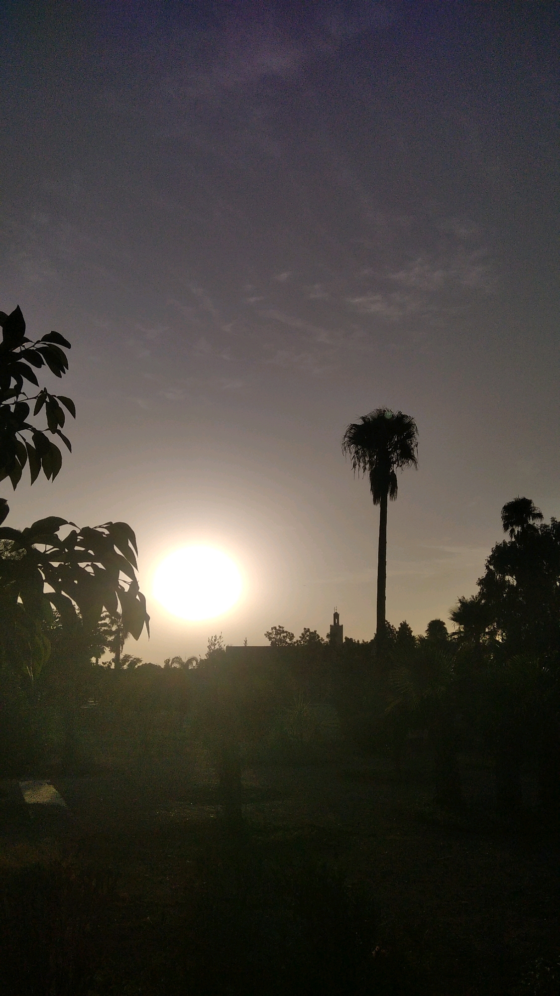 A vertical, silhouetted photograph captures a sunset in Marrakesh, Morocco. The sky is a gradient of deep purple at the top, transitioning to a pale orange near the horizon. A bright, luminous sun is positioned in the left half of the frame, slightly below the center, casting a warm glow. In the foreground, dark green foliage of trees and plants creates a strong silhouette against the sky. To the right of the sun, a tall, slender palm tree stands prominently, its fronds creating a bushy crown at the top. Behind the palm tree and further to the right, the silhouettes of other trees are visible. In the distance, nestled among the trees, a distinct minaret, characteristic of Moroccan architecture, rises above the treeline, bathed in the ambient light of the setting sun. The lower portion of the image depicts a dark, grassy area, largely obscured by shadow, with subtle hints of vegetation. The overall impression is one of a tranquil evening setting within a lush, possibly garden or park-like environment in Marrakesh.