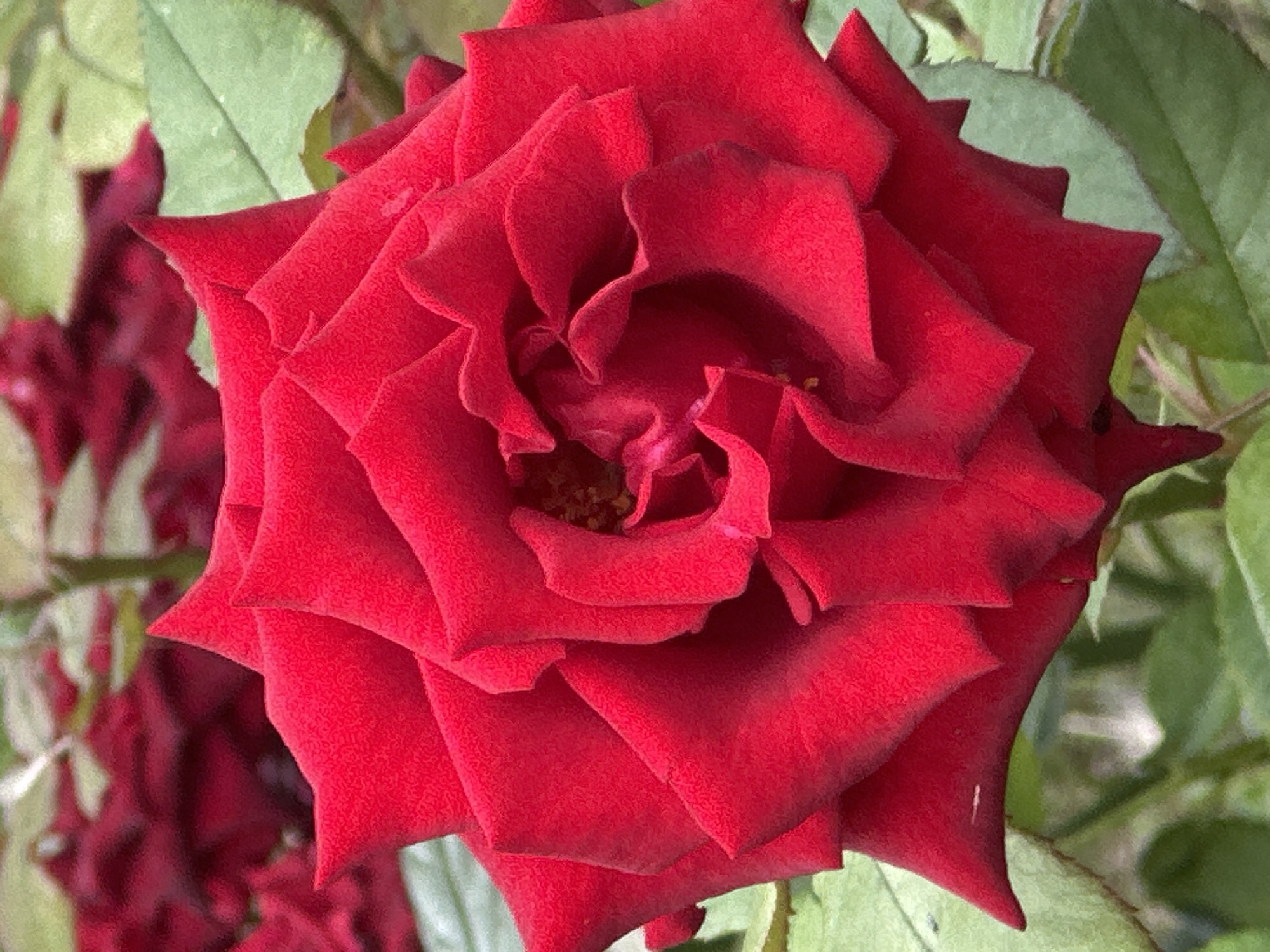 This is a close-up, eye-level, medium shot of a bright red rose in full bloom. The rose is the central and dominant subject, filling most of the frame. Its petals are layered and tightly unfurled, revealing a darker, textured center. The petals have a velvety appearance and sharp, defined edges. The lighting is natural and bright, casting soft shadows and highlighting the texture of the petals. The background is softly blurred, featuring more red roses and green foliage, suggesting a garden setting. The image appears to be a photograph taken in Lobacheve, Ukraine, showcasing the natural beauty of the area.
