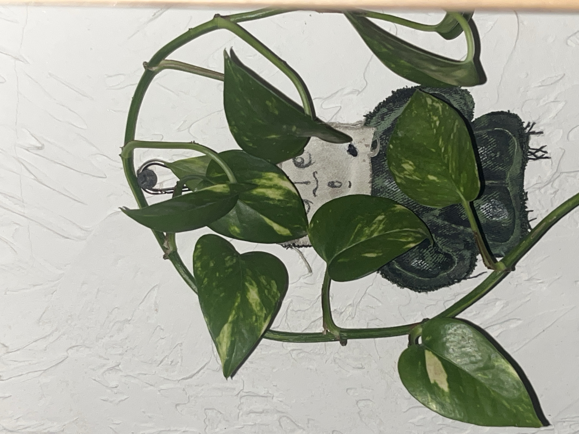 A pothos plant is growing on a white wall with textured plaster. The plant's vines are supported by a metal frame. A decorative item with a stylized face and a circular, patterned backing is affixed to the wall behind the plant.
The photograph does not provide information about the location in the city of Krasnoyarsk, Russia.