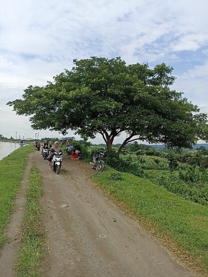 This image depicts a vibrant rural scene in Kepung, Indonesia, showcasing daily life amidst lush greenery. A winding, unpaved dirt path diagonally bisects the frame, serving as a passage for several individuals on motorcycles.
In the midground, a woman wearing a light-colored hijab and a dark top rides a white scooter along the path, with other motorcycle riders following close behind her. To the left of the path, a grassy embankment slopes down to a calm body of water, possibly a fish pond or canal, with faint structures or nets visible further in the distance.
A prominent feature on the right side of the path is a large, mature tree with a vast, dense canopy of green foliage, providing ample shade. Beneath this tree, a small group of people is gathered, possibly resting or socializing. A black motorcycle is parked near them, leaning against the tree's base.
The background extends into a sprawling landscape of abundant green vegetation, suggesting fields or hills under a bright, partly cloudy sky. The weather appears fair, with diffused sunlight indicating either morning or late afternoon. The scene conveys a sense of peaceful rural activity. No discernible text is visible in the image.