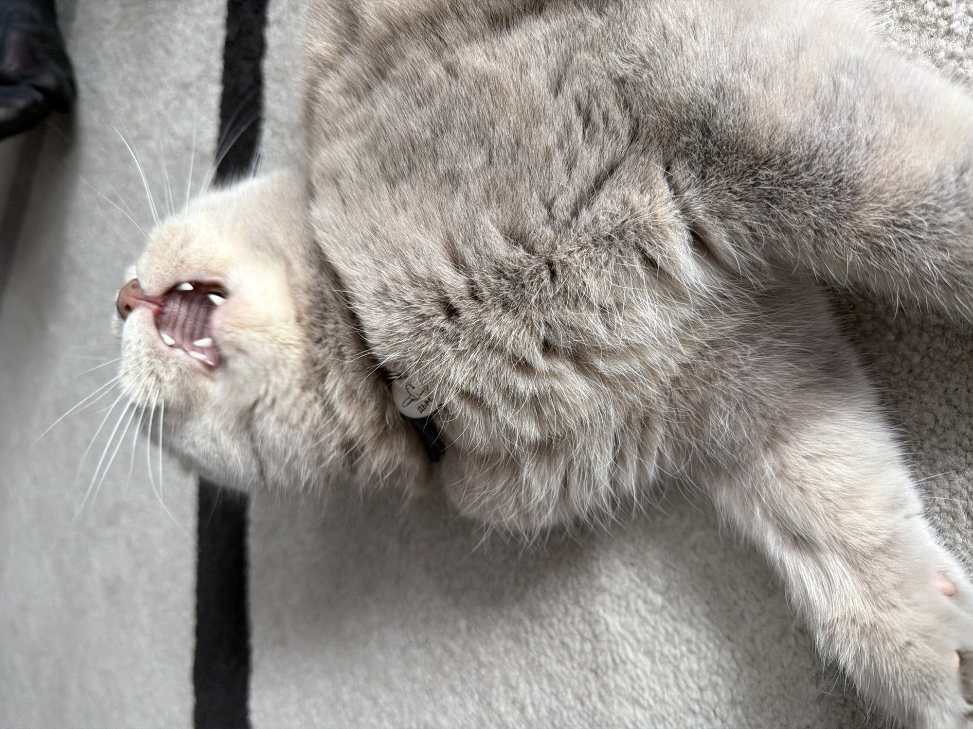 The media features a light grey, possibly lilac-point, cat lying on its back or side on a textured, light grey carpet with a prominent black stripe. The cat's head is turned to the left, with its mouth wide open, revealing sharp, white teeth, pink gums, and a part of its tongue, characteristic of a yawn or a deep stretch. White whiskers protrude from its muzzle.
A black collar is partially visible around the cat's neck, adorned with a small, round, white tag. The tag displays a simple drawing resembling a rabbit or cat's head, alongside the Cyrillic text "ДЫМЪ" (DYM'), which translates to "Smoke". The cat's thick, soft fur covers its body. The bright, even lighting suggests an indoor daytime setting, likely a home in Chaikovsky, Russia. The cat appears relaxed and comfortable.