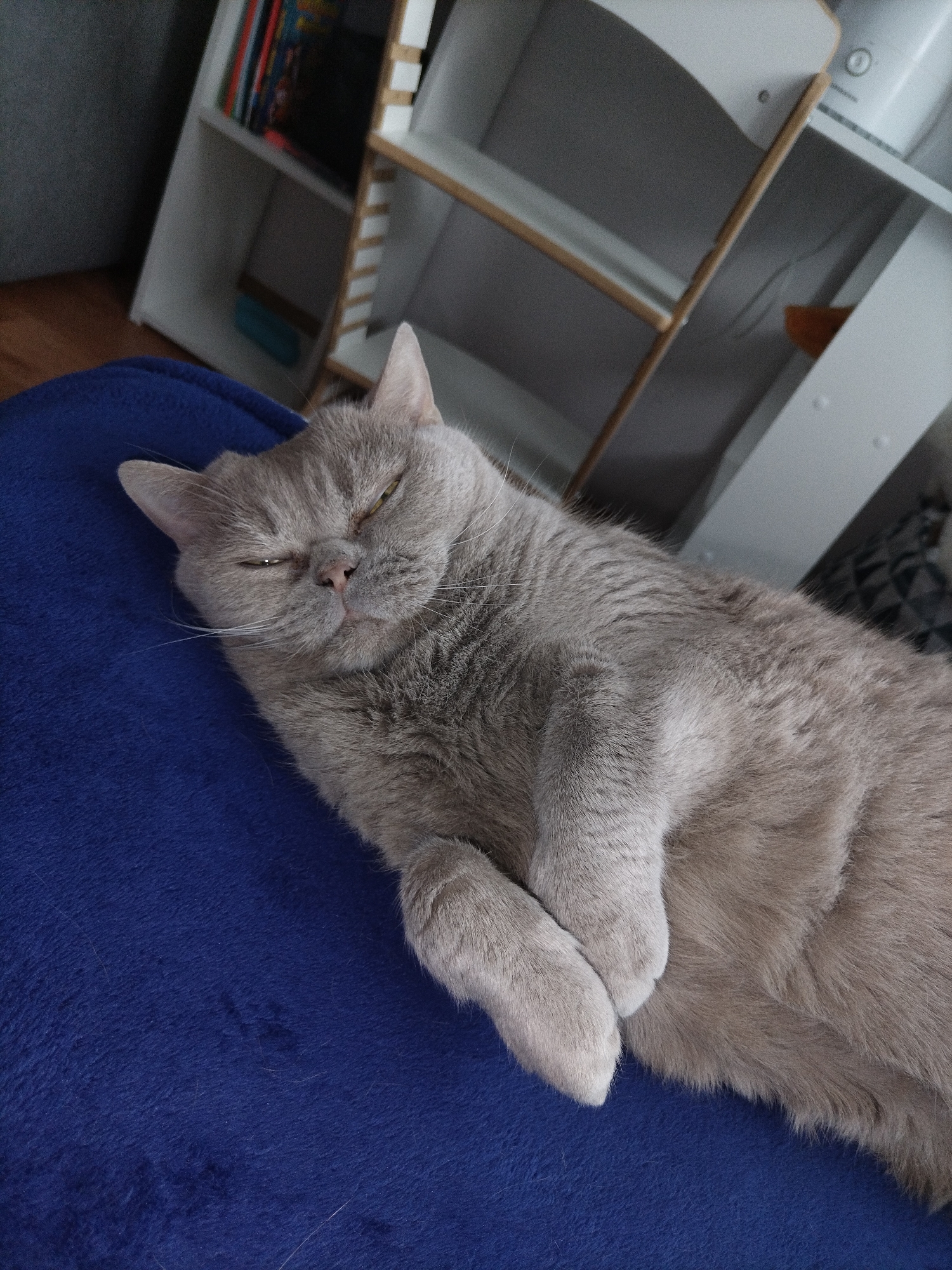 A gray cat is sleeping on a blue blanket. The cat is lying on its side with its paws crossed. The cat's eyes are closed and its mouth is slightly open. The cat is in a room with a bookshelf in the background. The bookshelf is filled with books. The room is well-lit and appears to be a living room.