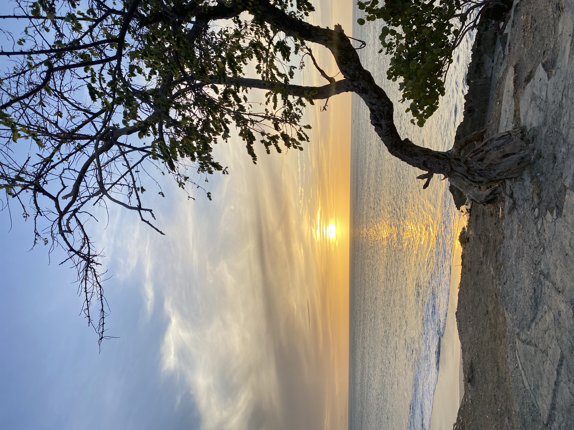 The photograph shows a sunset over the sea from a coastal location in Juan Griego, Venezuela. A tree with sparse foliage is positioned on the right of the frame, growing out of a rocky cliff. The setting sun is visible in the center of the horizon. The sky displays a gradient of colors ranging from blue to orange and yellow, with clouds streaking across the sky. The sea reflects the light of the sunset, creating a shimmering effect. The immediate foreground consists of a portion of the rocky cliff face.