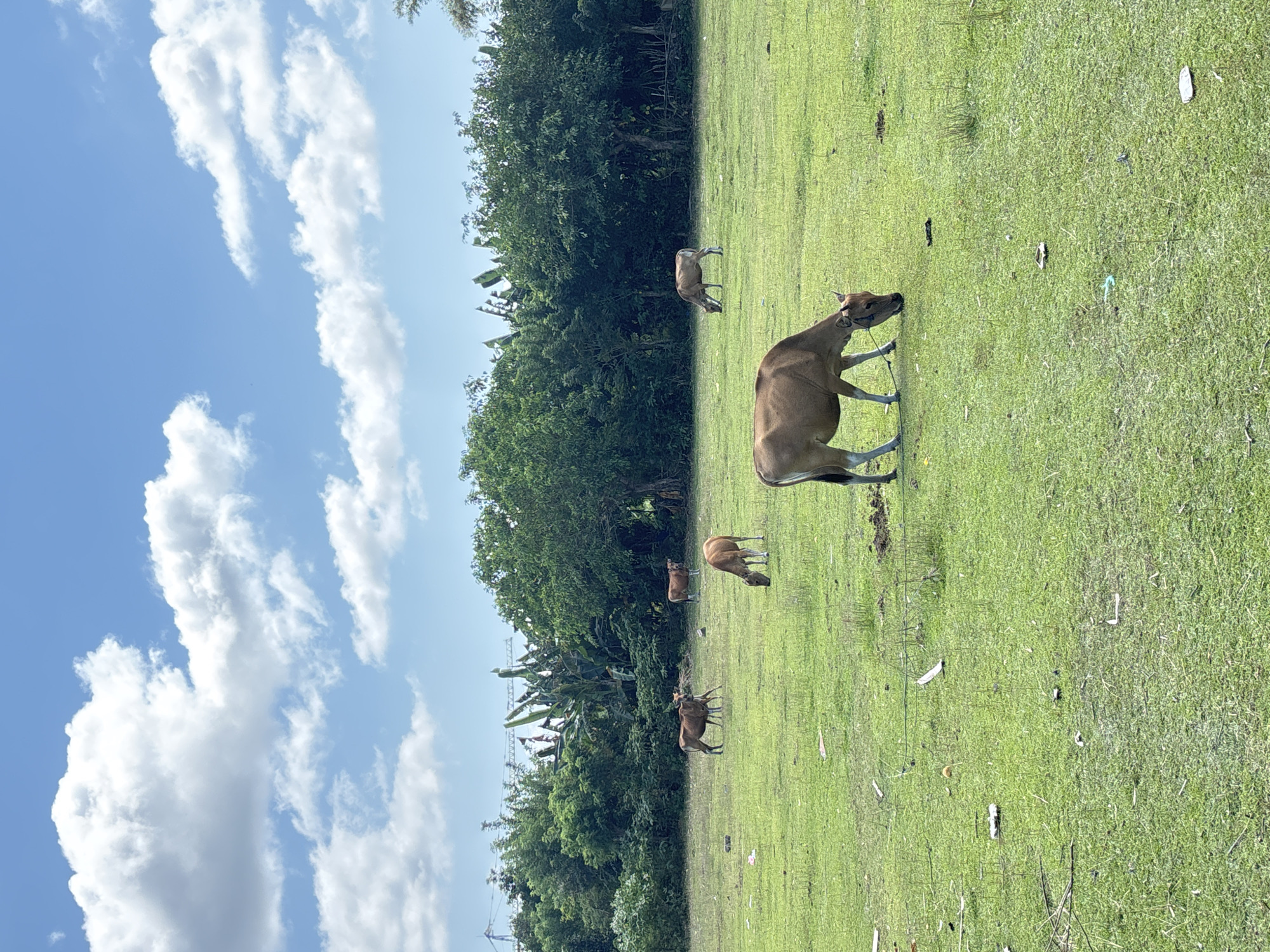 This media file depicts an outdoor scene featuring several cows grazing in a lush green field under a clear blue sky. The image is oriented as if rotated 90 degrees counter-clockwise, with the horizon line running vertically down the left side.
In the foreground, a prominent light brown cow, likely a Banteng or similar breed common in Southeast Asia, is seen on the right, bending its head down to graze. It appears to have a rope or halter around its muzzle. Further back in the field, at least three other smaller brown cows are also visible, spread across the midground and engaged in grazing activity. These animals are set against a backdrop of dense, dark green tropical trees that line the left side of the field, with some taller, lighter green foliage, possibly banana plants, interspersed among them.
The top portion of the image reveals a bright, clear blue sky adorned with scattered white, cumulus clouds, indicating sunny daytime weather. The ground is covered in short, vibrant green grass, with a few discernible pieces of litter, such as white plastic and other small debris, scattered across the field. The overall setting suggests a rural or semi-rural pastureland, consistent with the Kuta Selatan, Indonesia location context. There are no people visible, and no discernible text.
